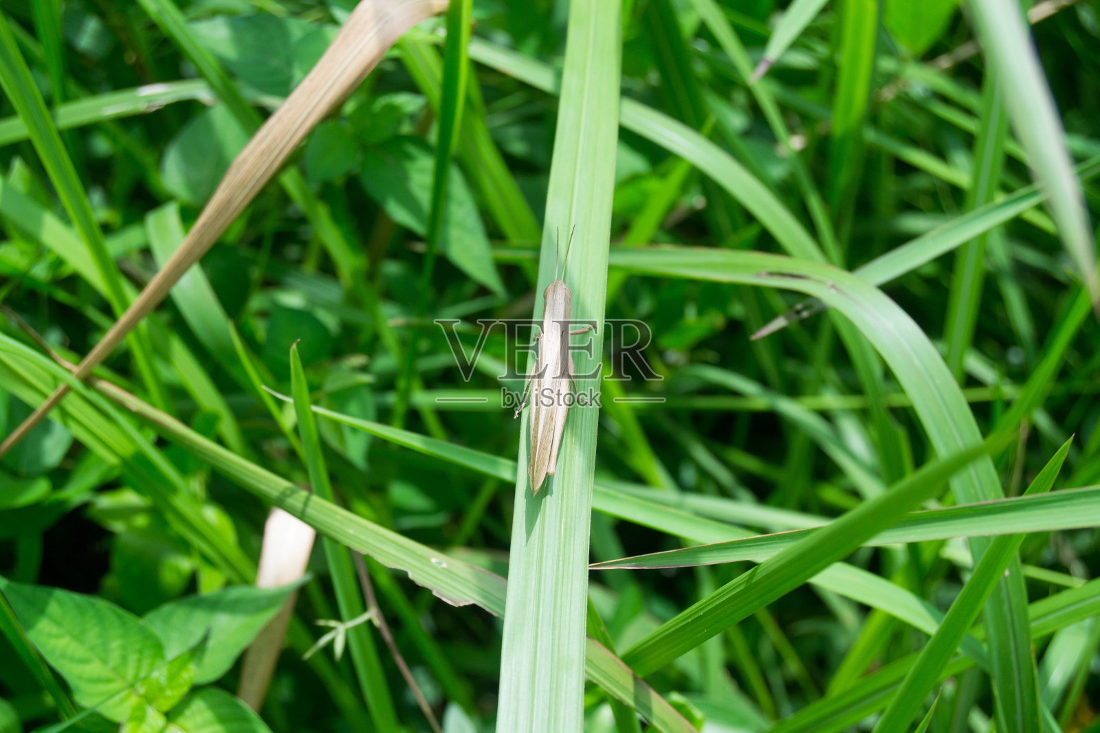 棕色的蚱蜢照片摄影图片