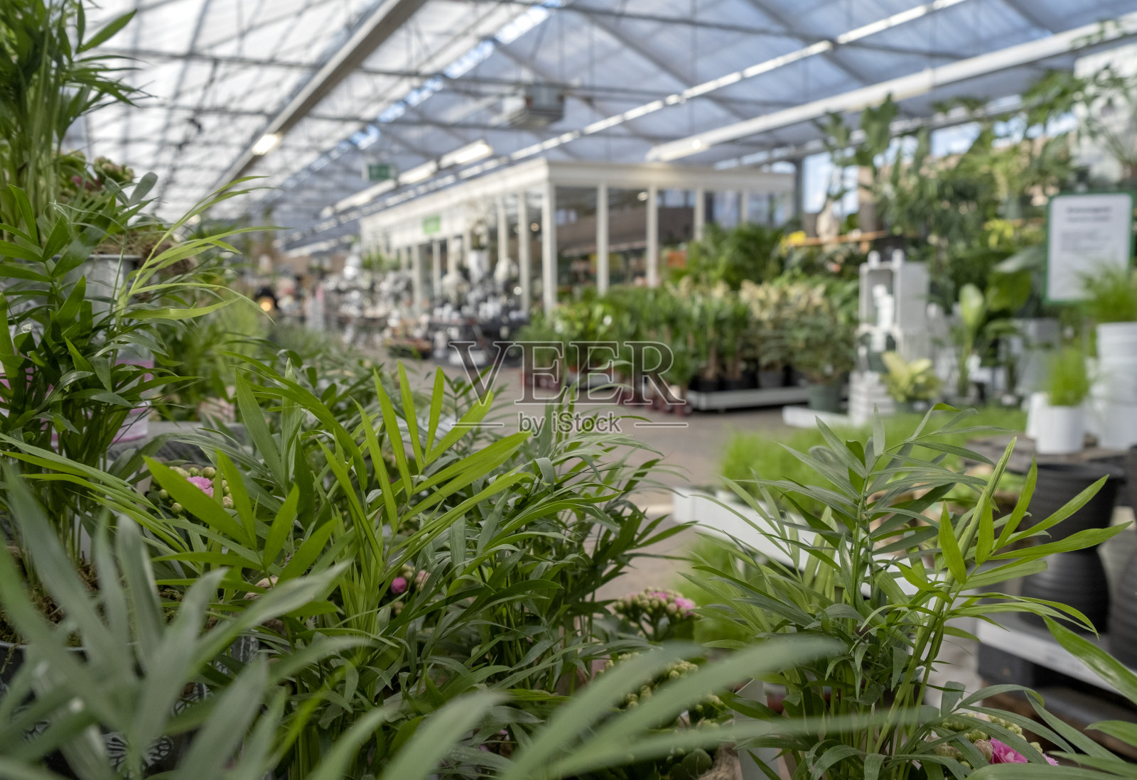 花园里有植物的温室照片摄影图片