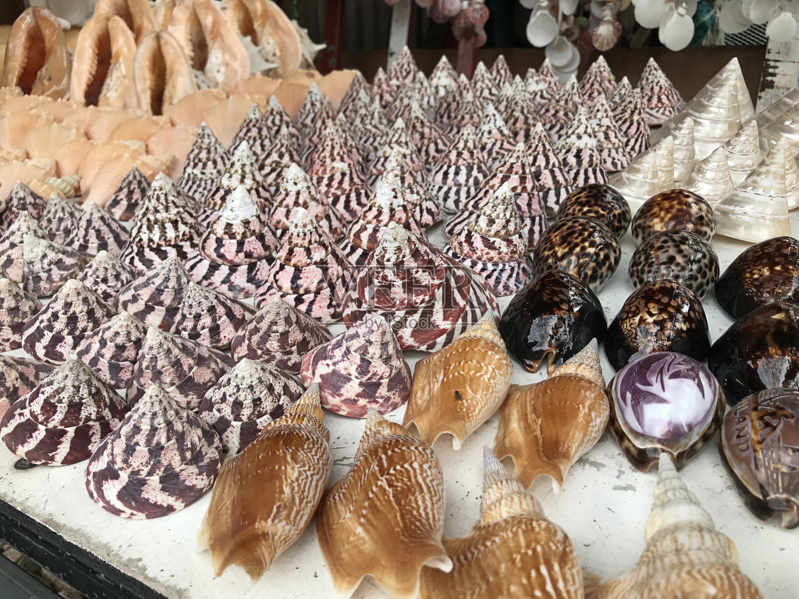 泰国各种贝壳的美丽形状和颜色。照片摄影图片