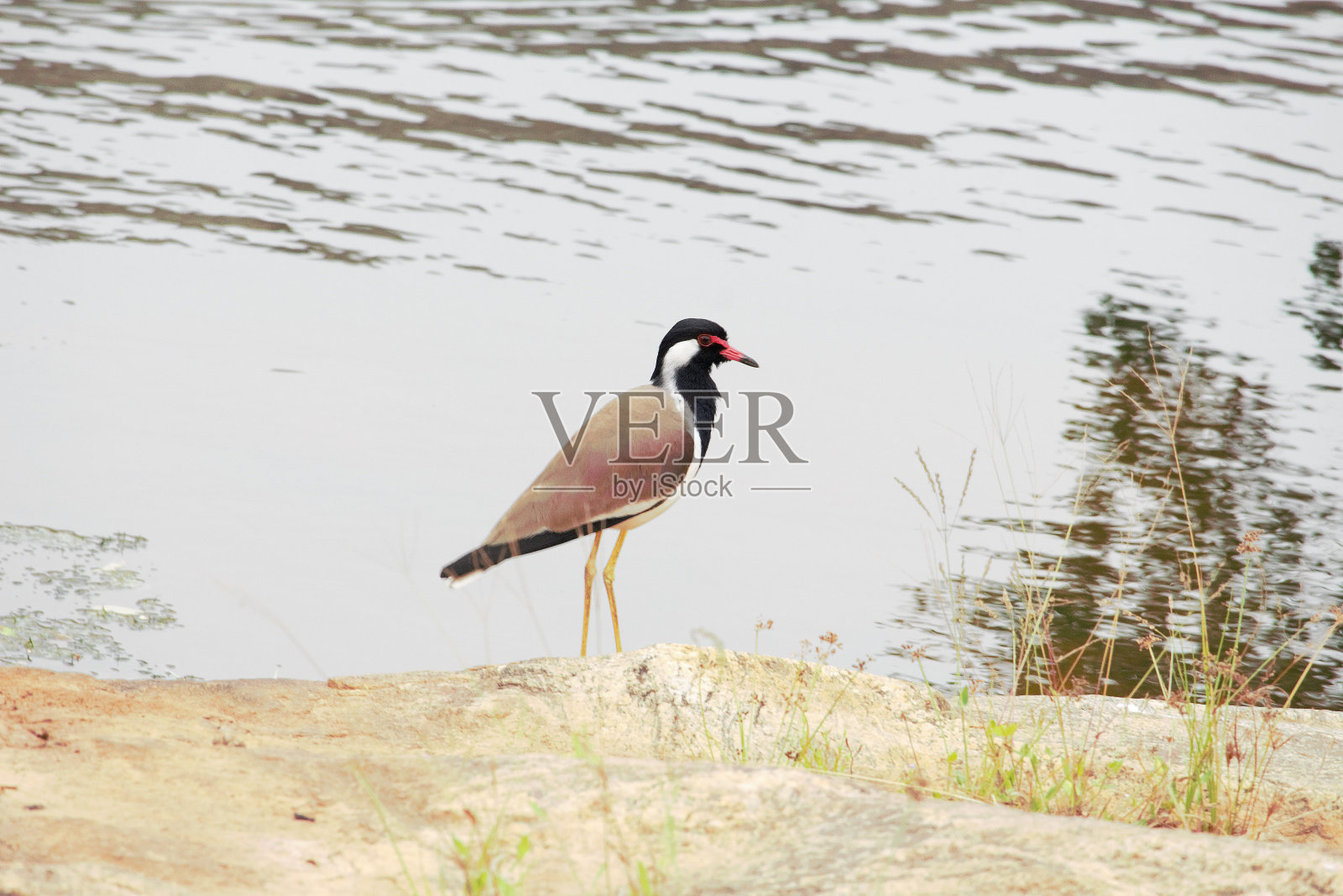 Red-wattled田凫照片摄影图片
