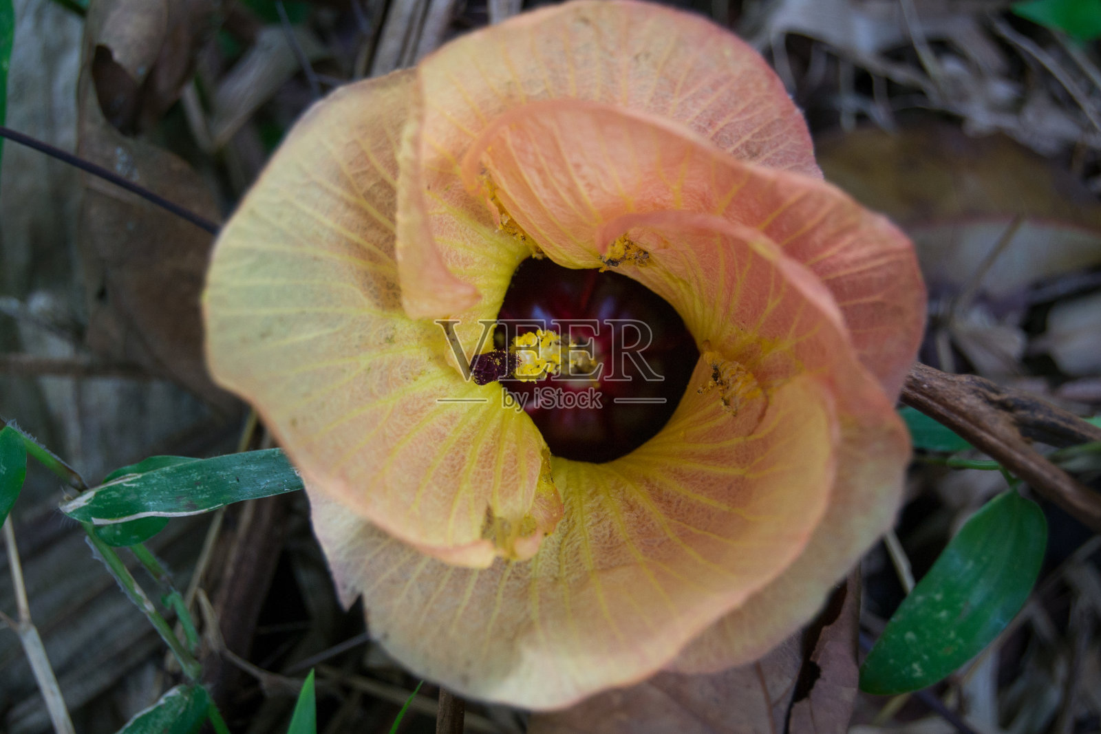 老瓦鲁花照片摄影图片