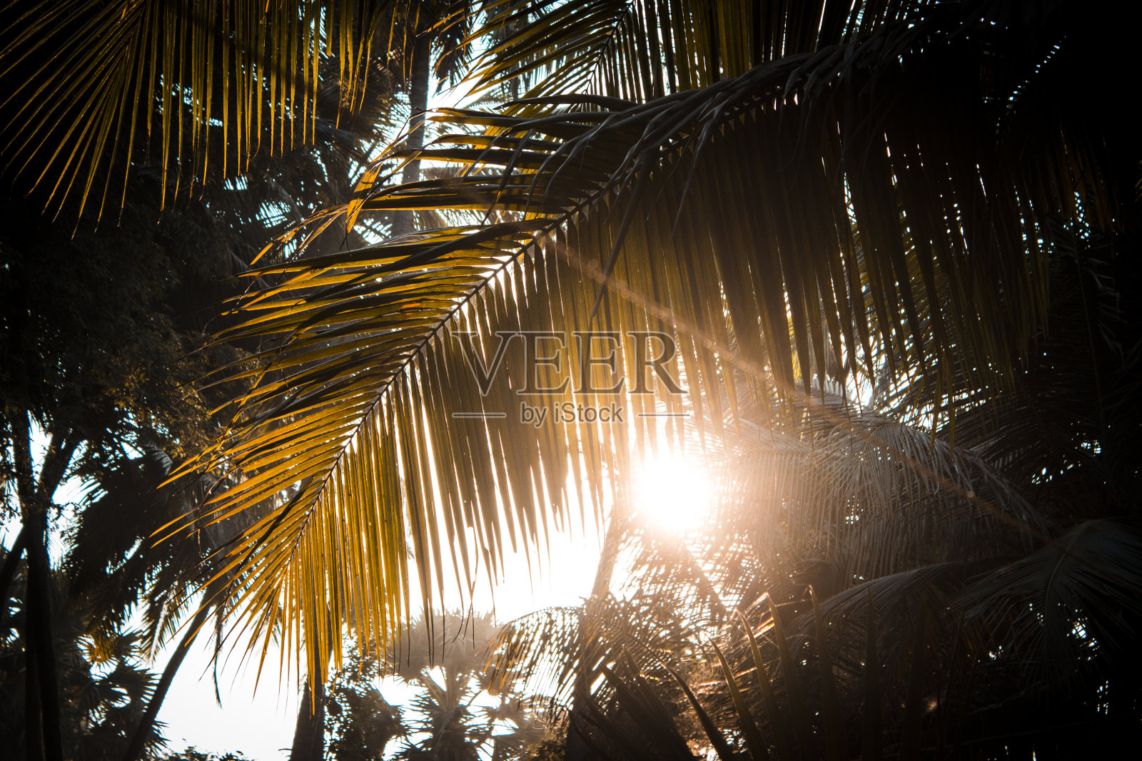 剪影棕榈树在日落-股票照片照片摄影图片
