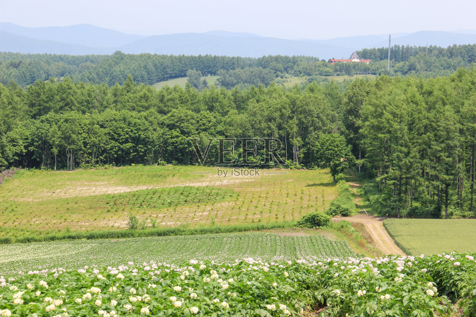 夏天的马铃薯盛开照片摄影图片