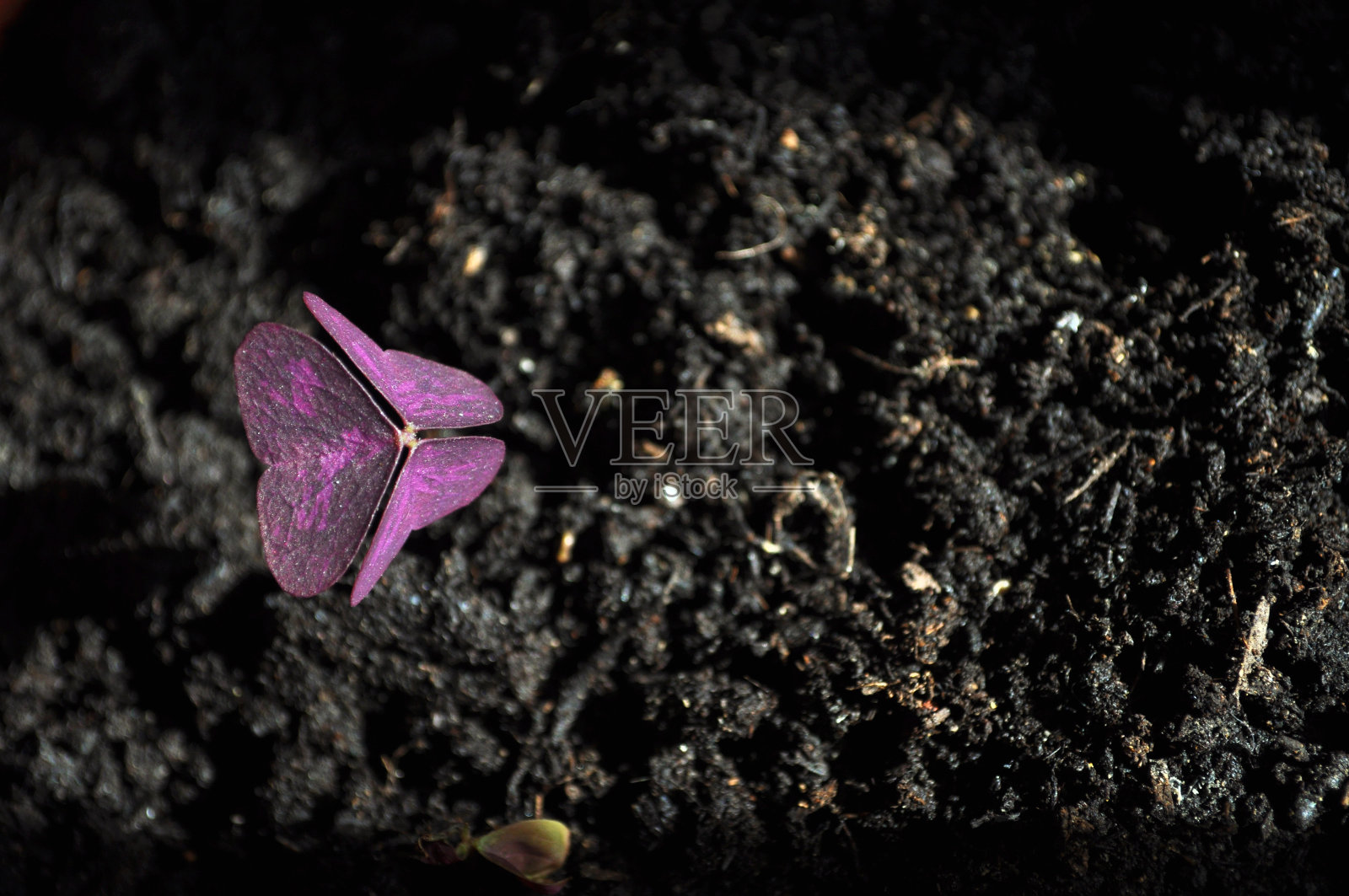 室内紫花被太阳照亮照片摄影图片