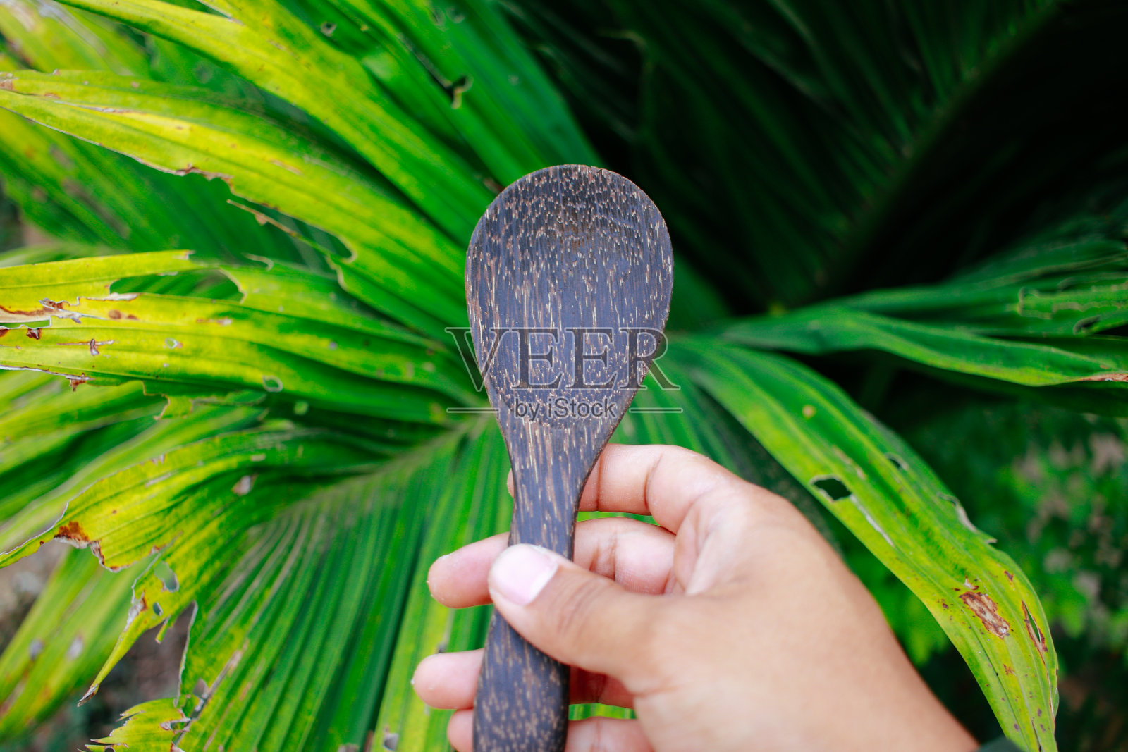 木匙照片摄影图片