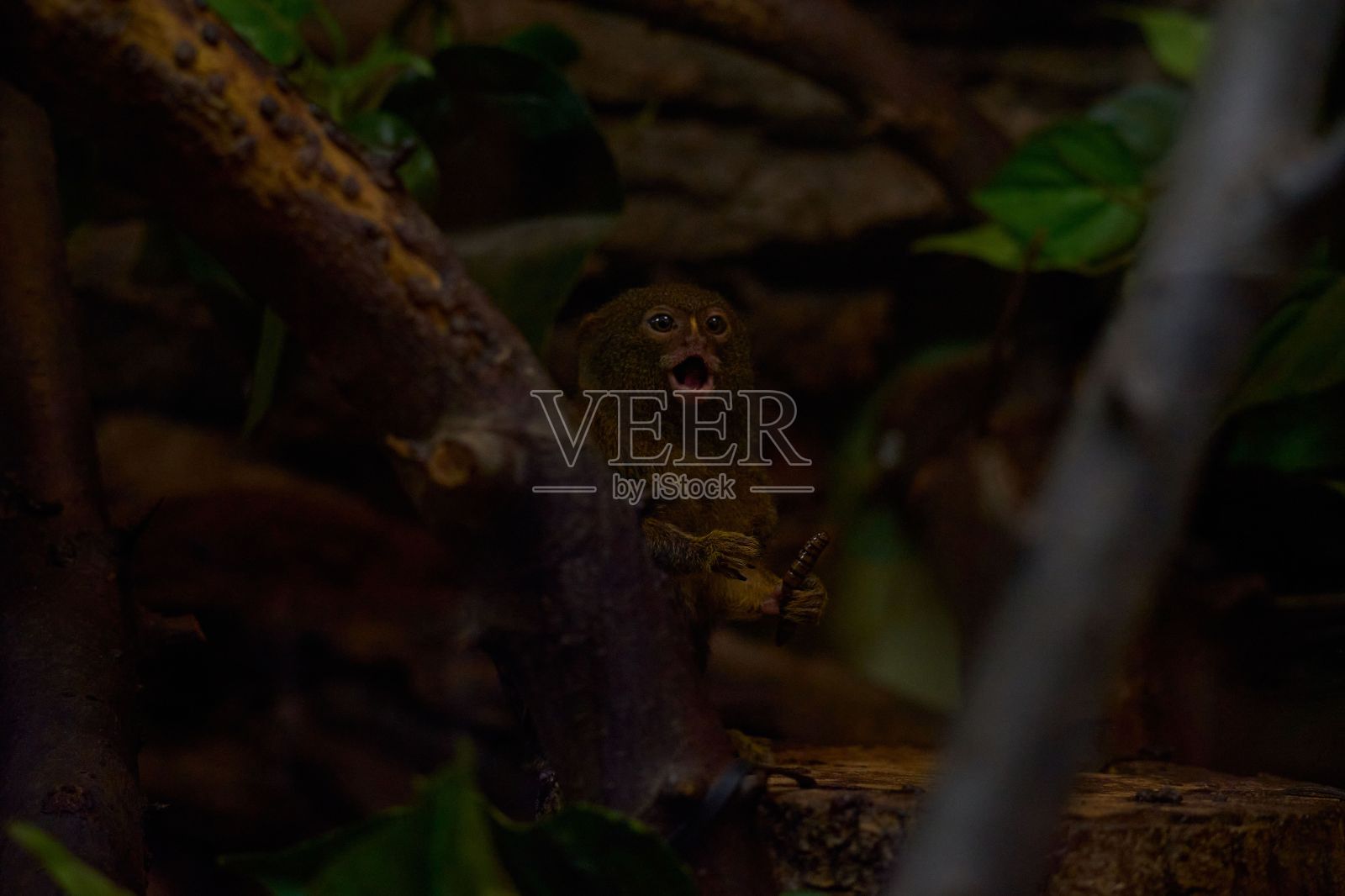 在其自然栖息地的侏儒狨猴照片摄影图片