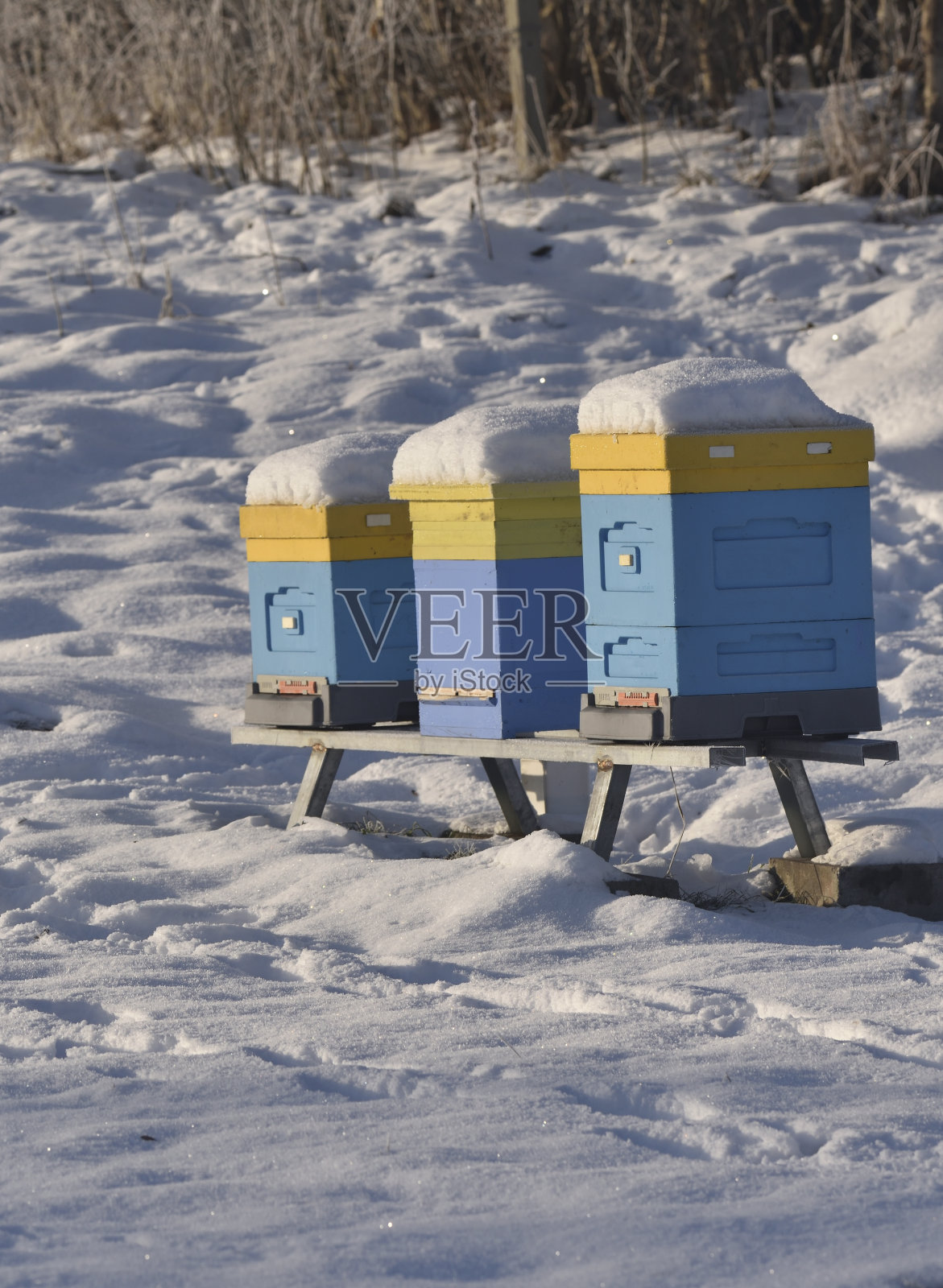 冬天的蜂箱照片摄影图片
