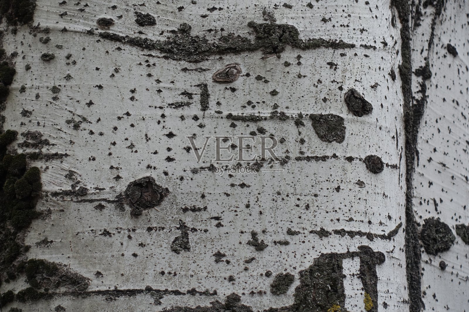 背景:浅灰色的银杨树树皮照片摄影图片