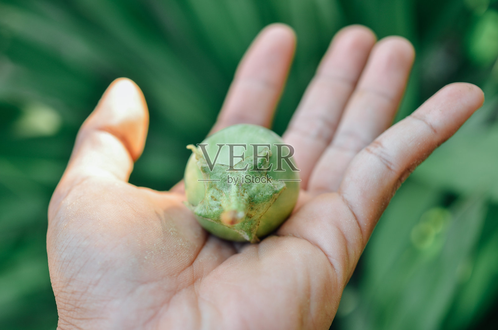 绿色的茄子照片摄影图片