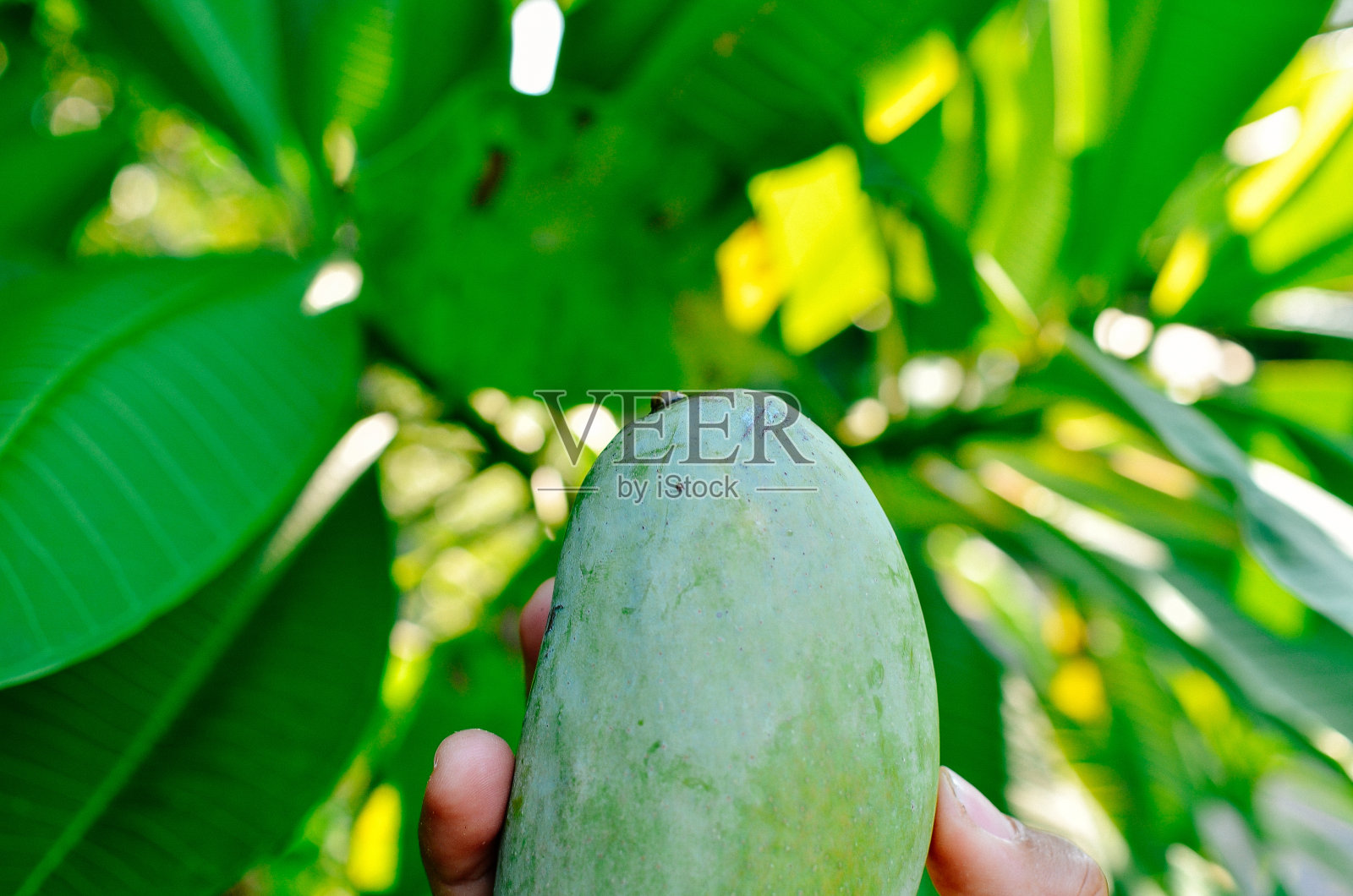 拿着芒果照片摄影图片