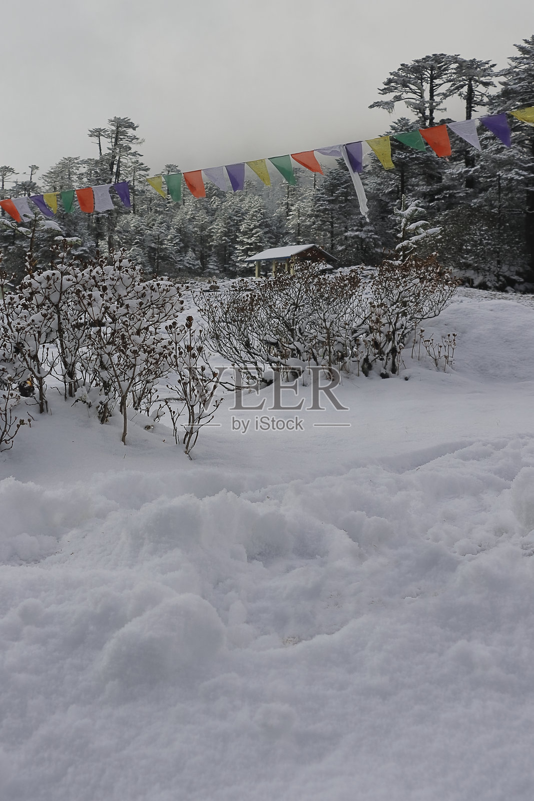 冬天，白雪覆盖着云塘山谷，美丽的云塘位于印度锡金北部的喜马拉雅山麓照片摄影图片