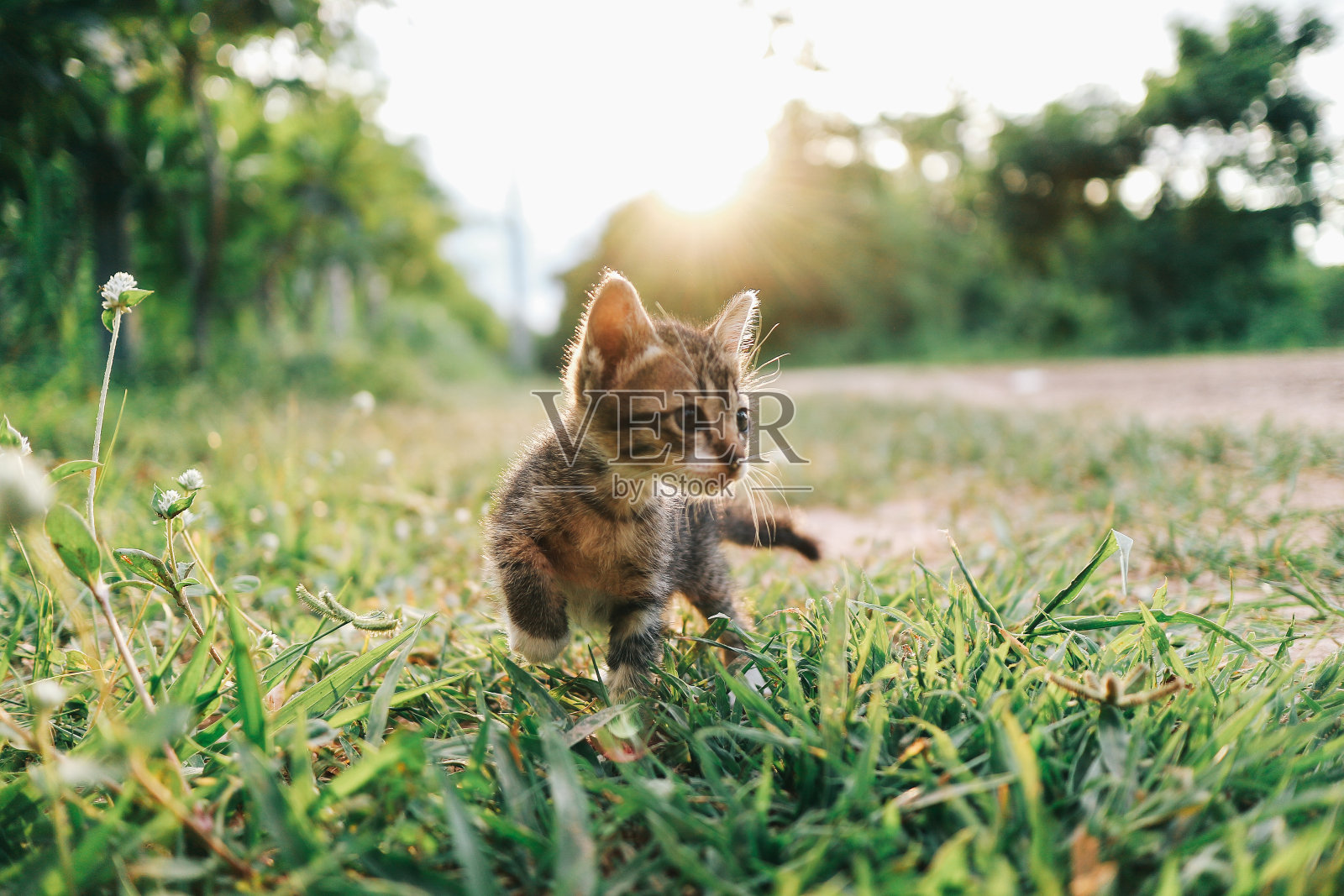 可爱的新生小猫照片摄影图片