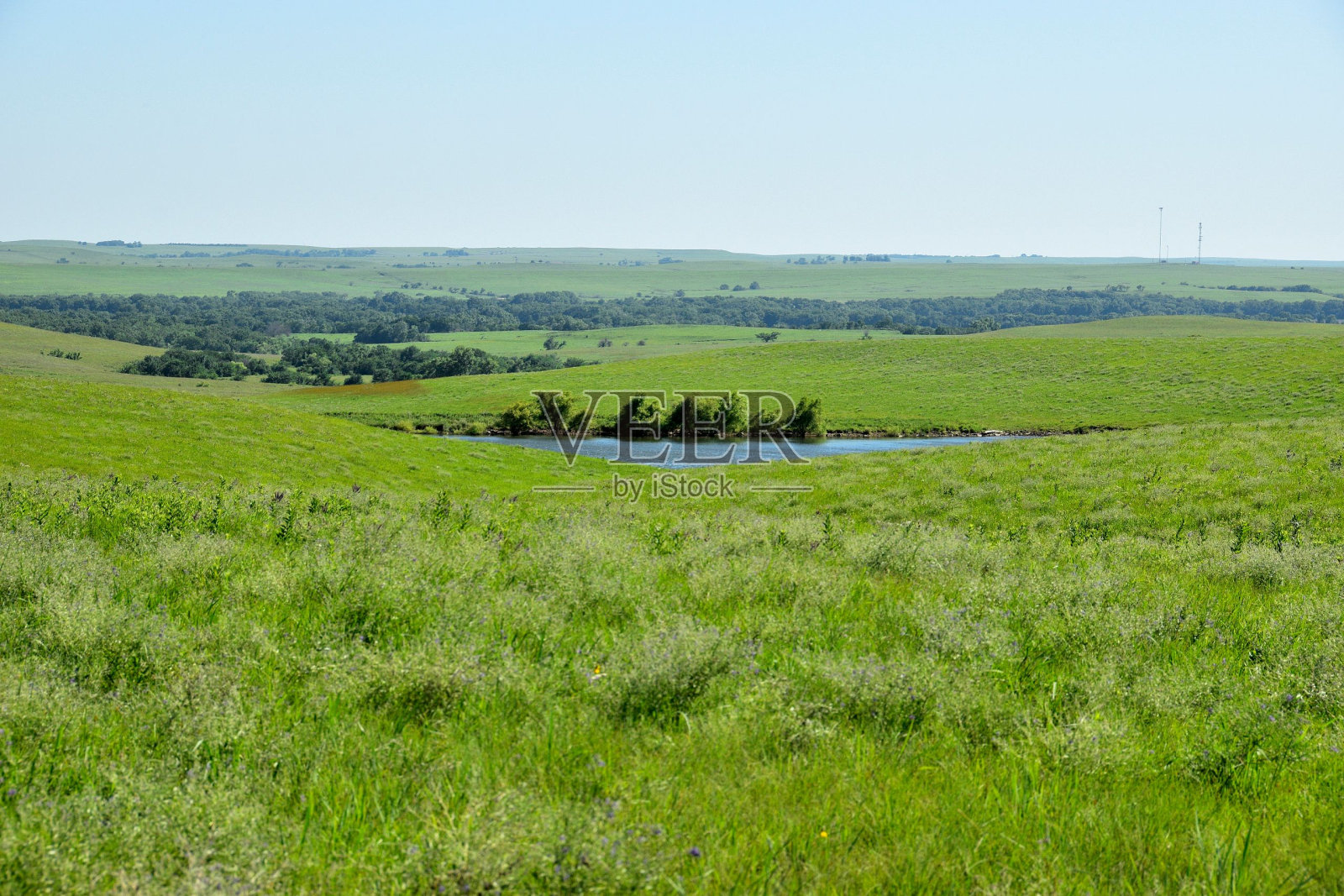 一个郁郁葱葱的绿色牧场和一个被树木和植物包围的小池塘的风景照片摄影图片
