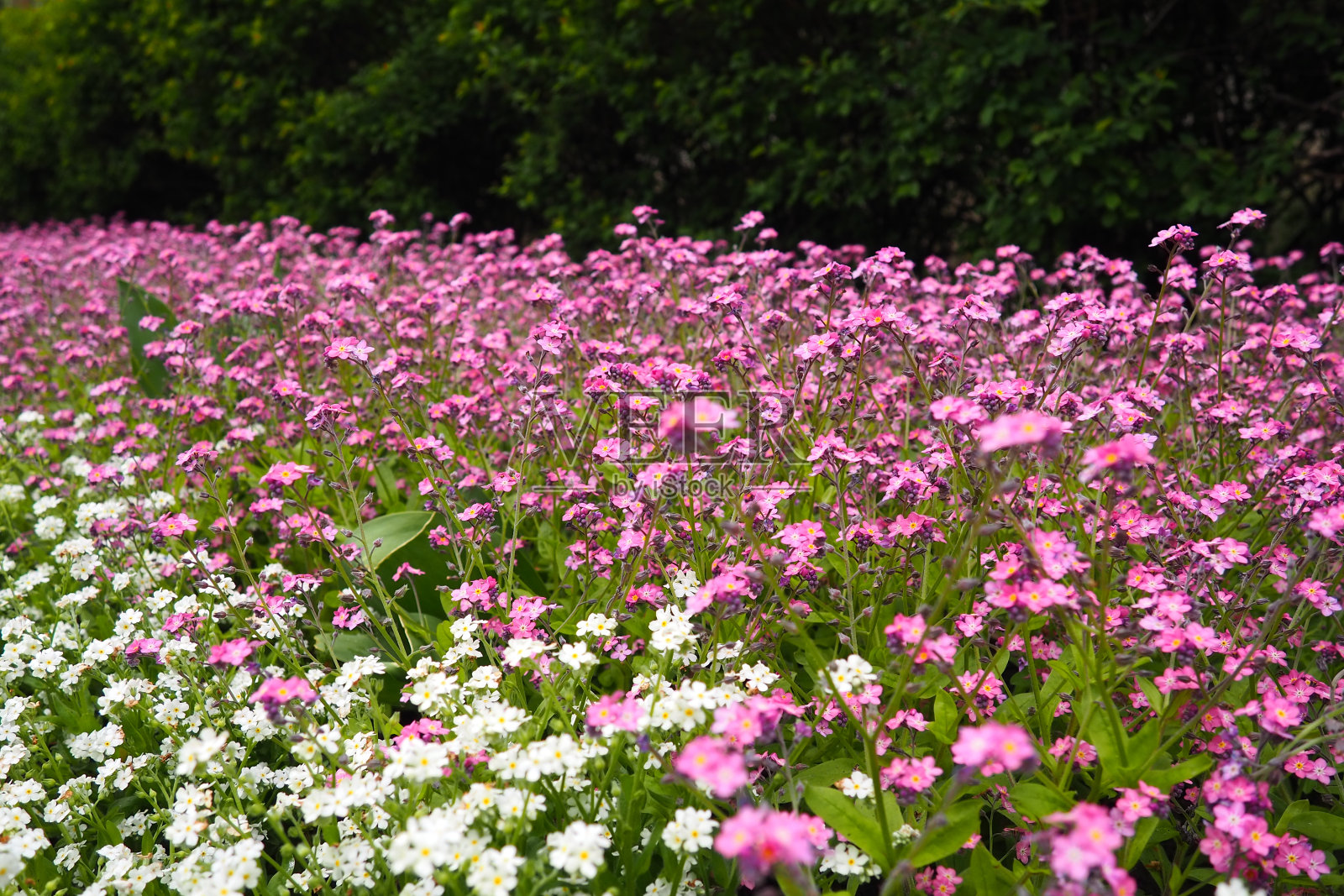 勿忘我。琉璃苣科粉白色开花植物。勿忘我草或蝎子草。用于装饰草坪和花坛的花。花园景观。照片摄影图片