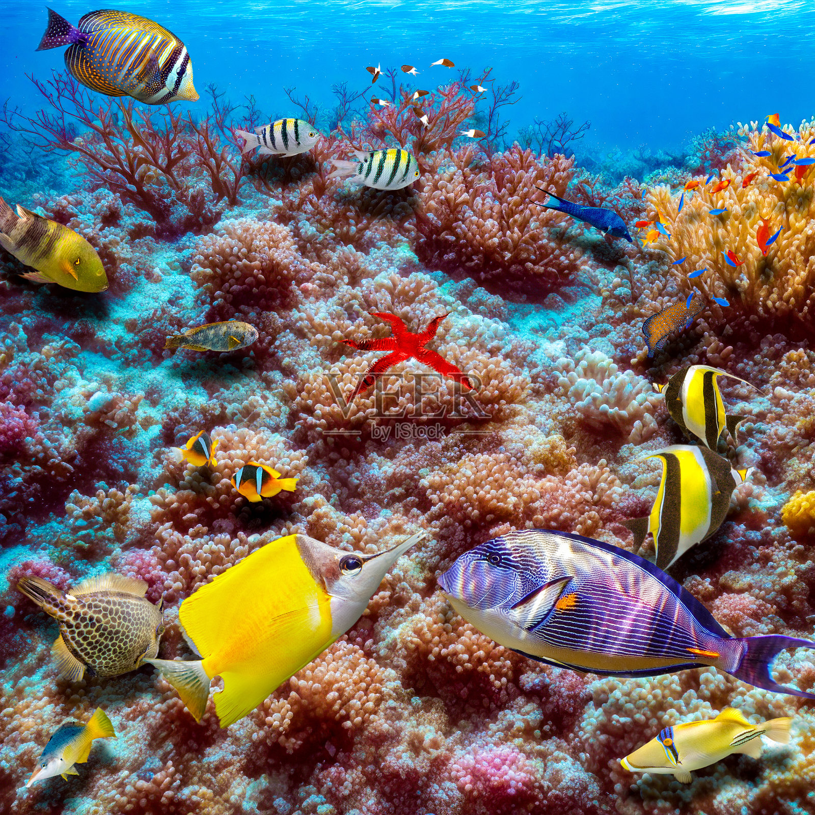 热带海洋的壮丽水下世界照片摄影图片