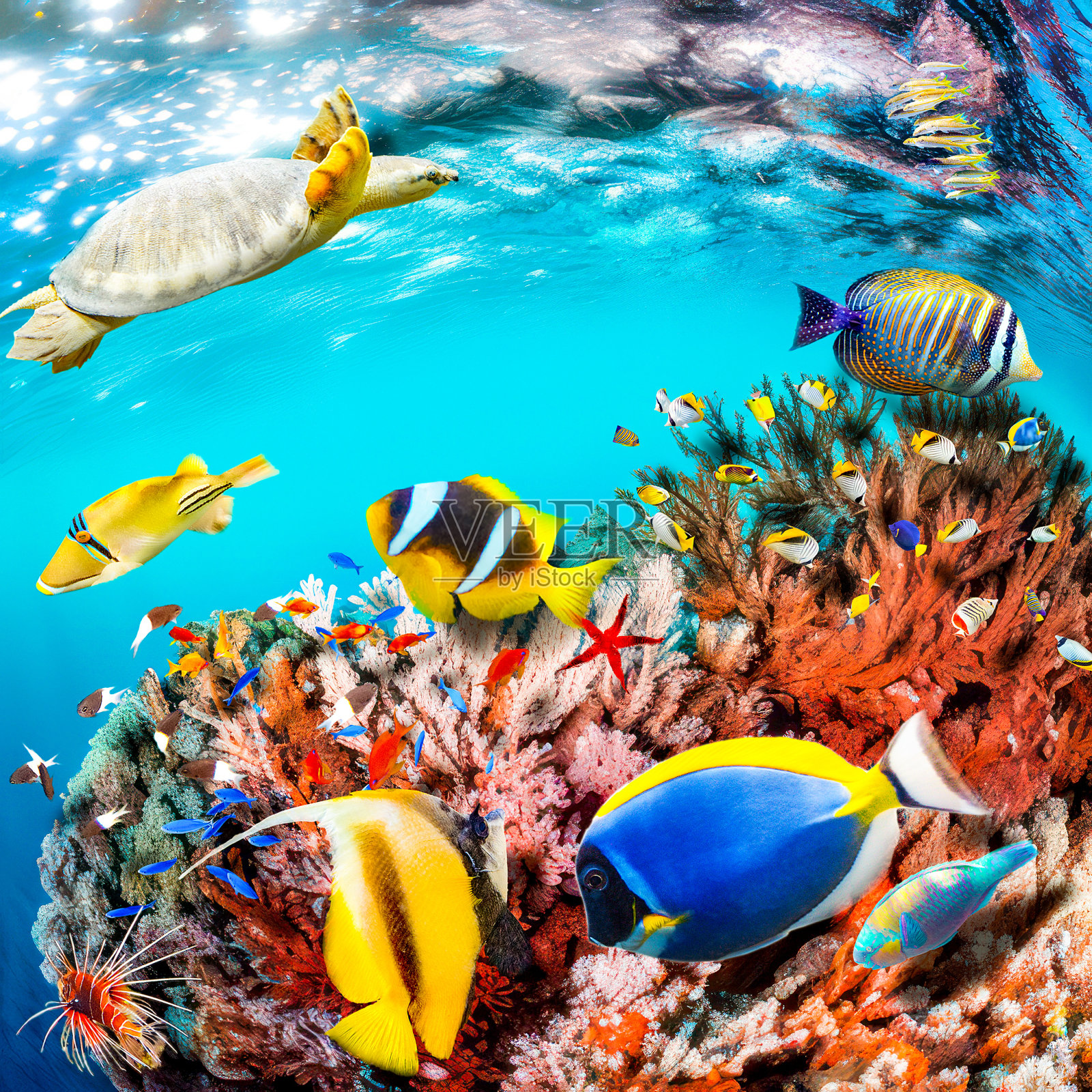 热带海洋的壮丽水下世界照片摄影图片