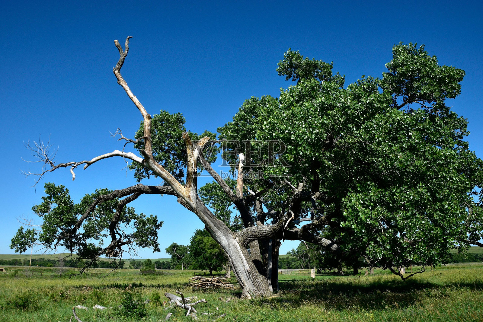 郁郁葱葱的绿色田野，树木映衬着蓝天照片摄影图片