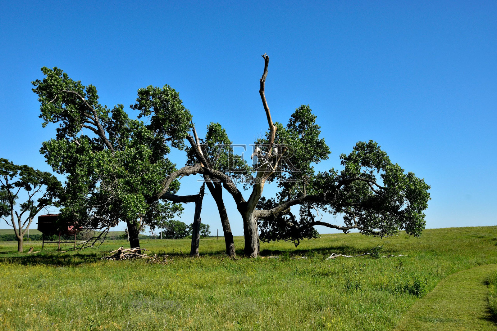 郁郁葱葱的绿色田野，树木映衬着蓝天照片摄影图片