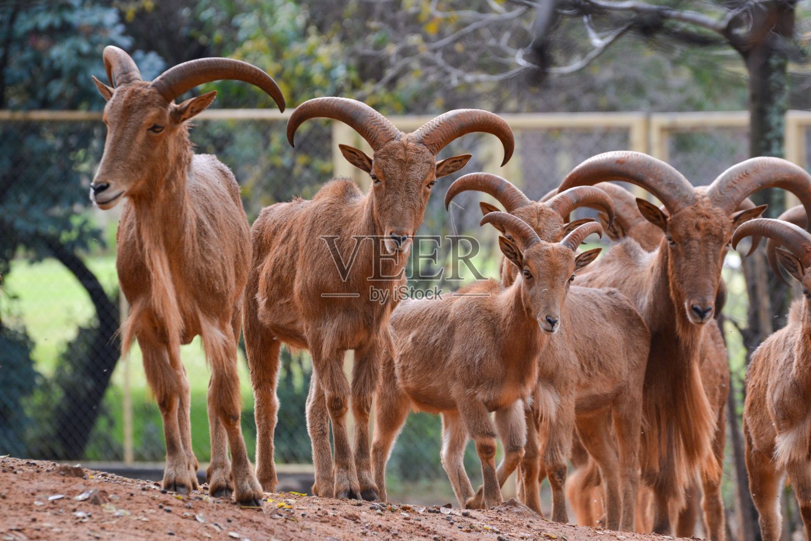 一排巴巴里羊站在泥泞的地面上照片摄影图片