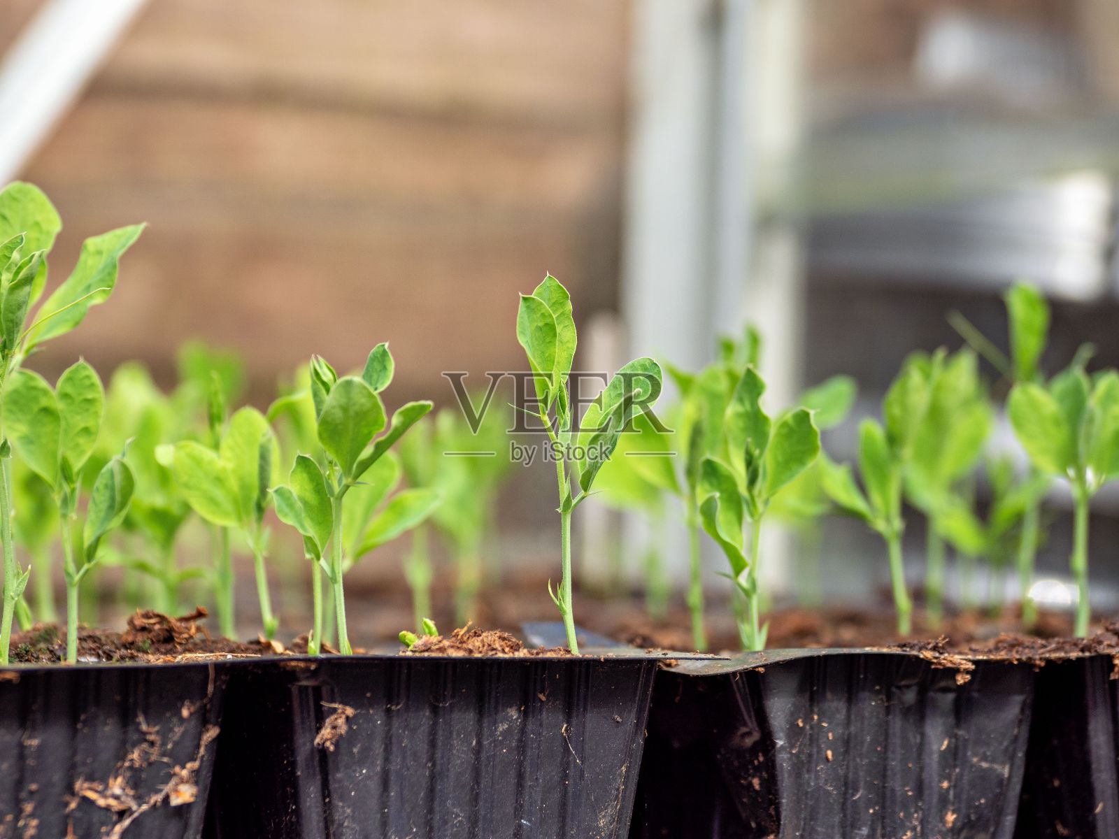 早春甜豌豆植物的特写，刚发芽，生长在温室的塑料盆里照片摄影图片