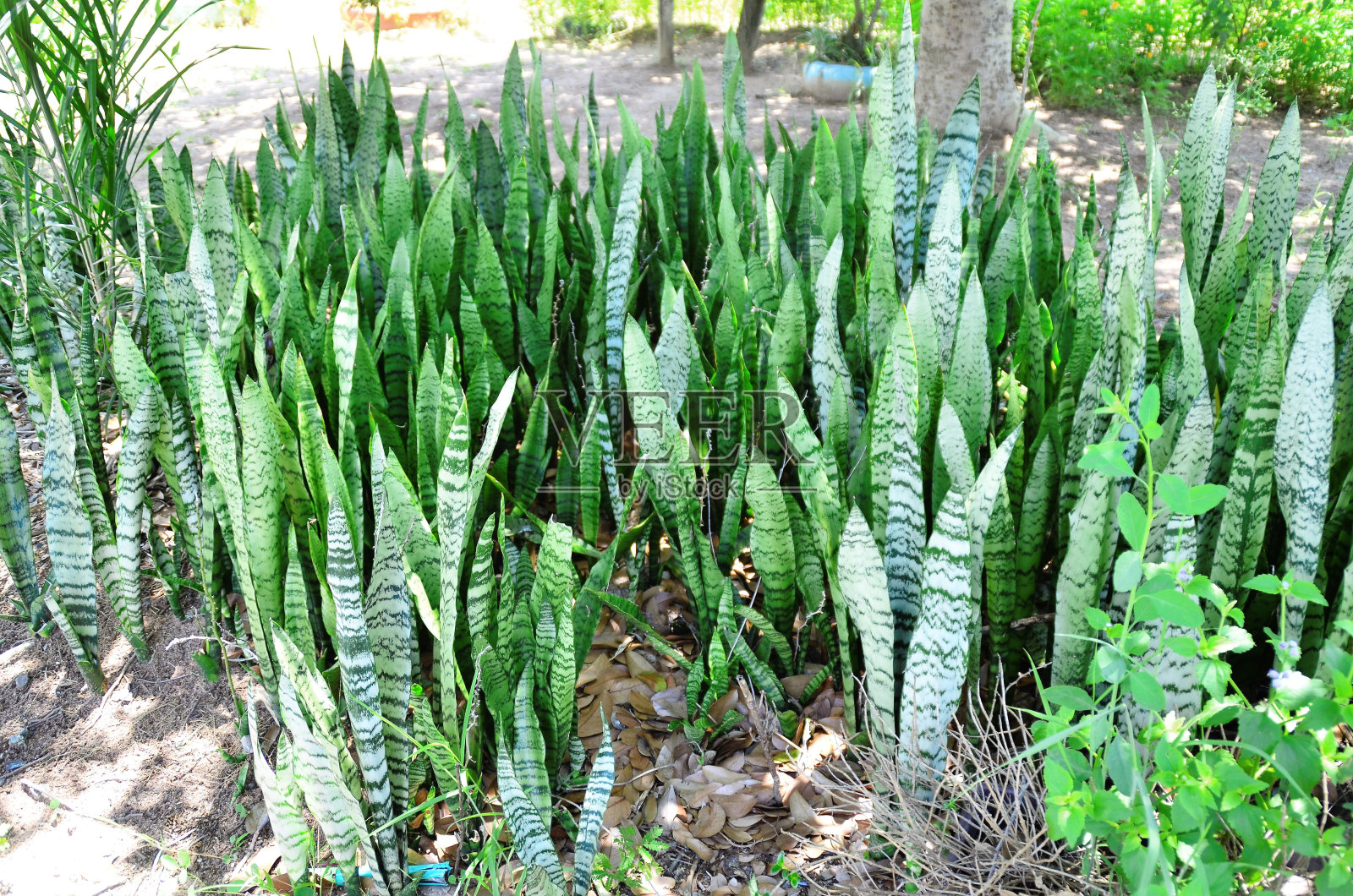 花园的床上堆满了三叶莲的叶子照片摄影图片