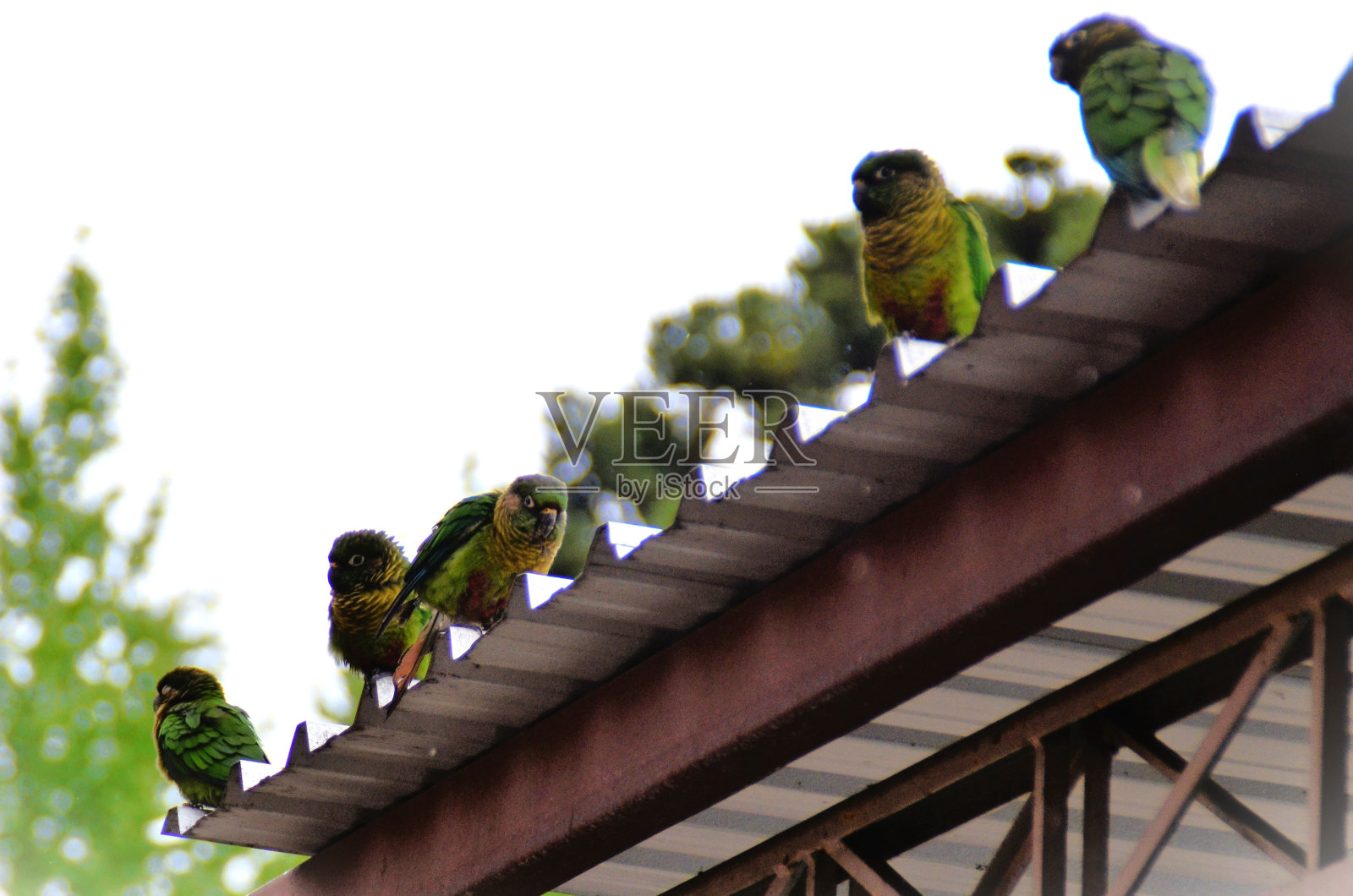 雨中，凤头飞禽栖息在屋顶上照片摄影图片