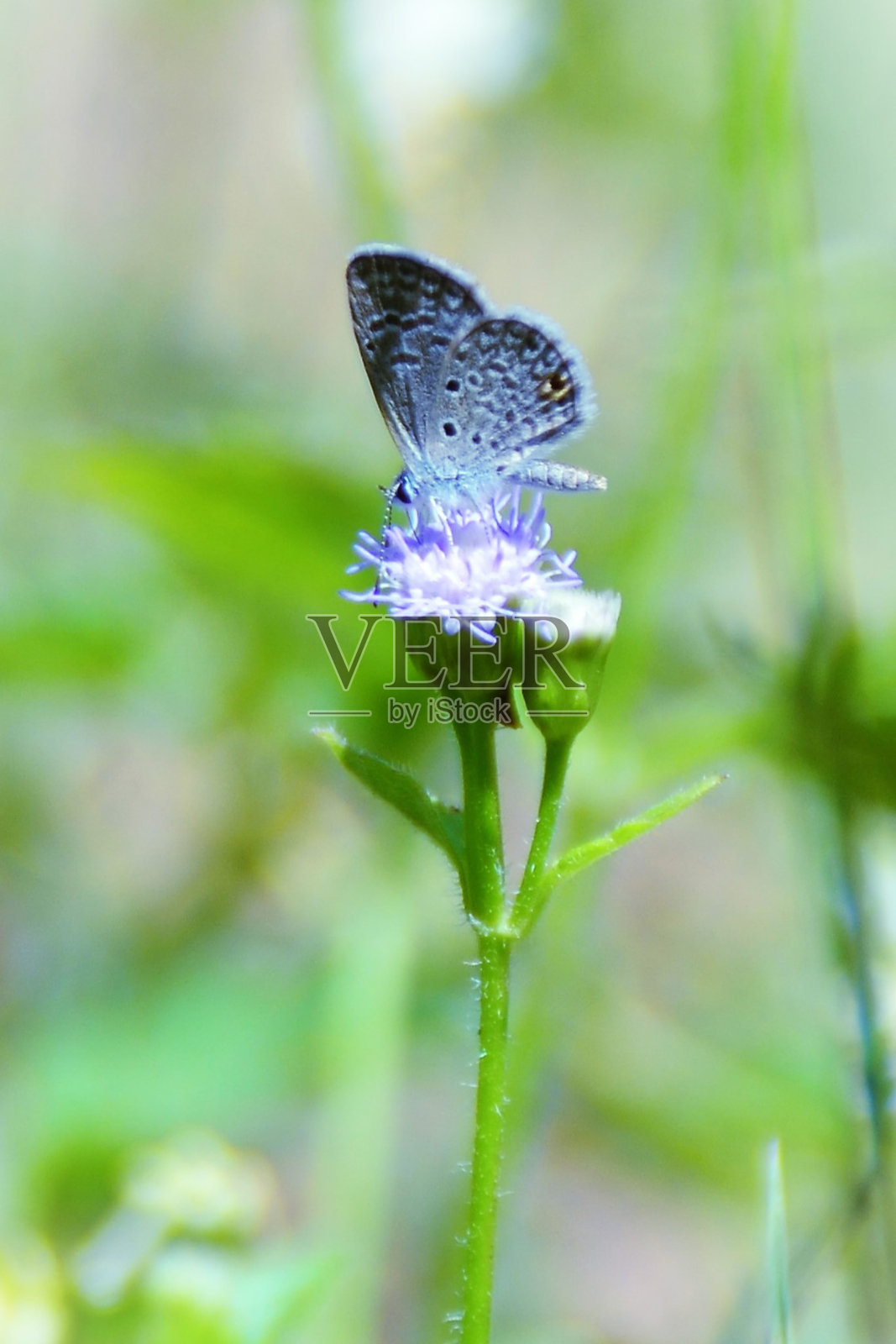 丁香野菖蒲花上的水蚤照片摄影图片