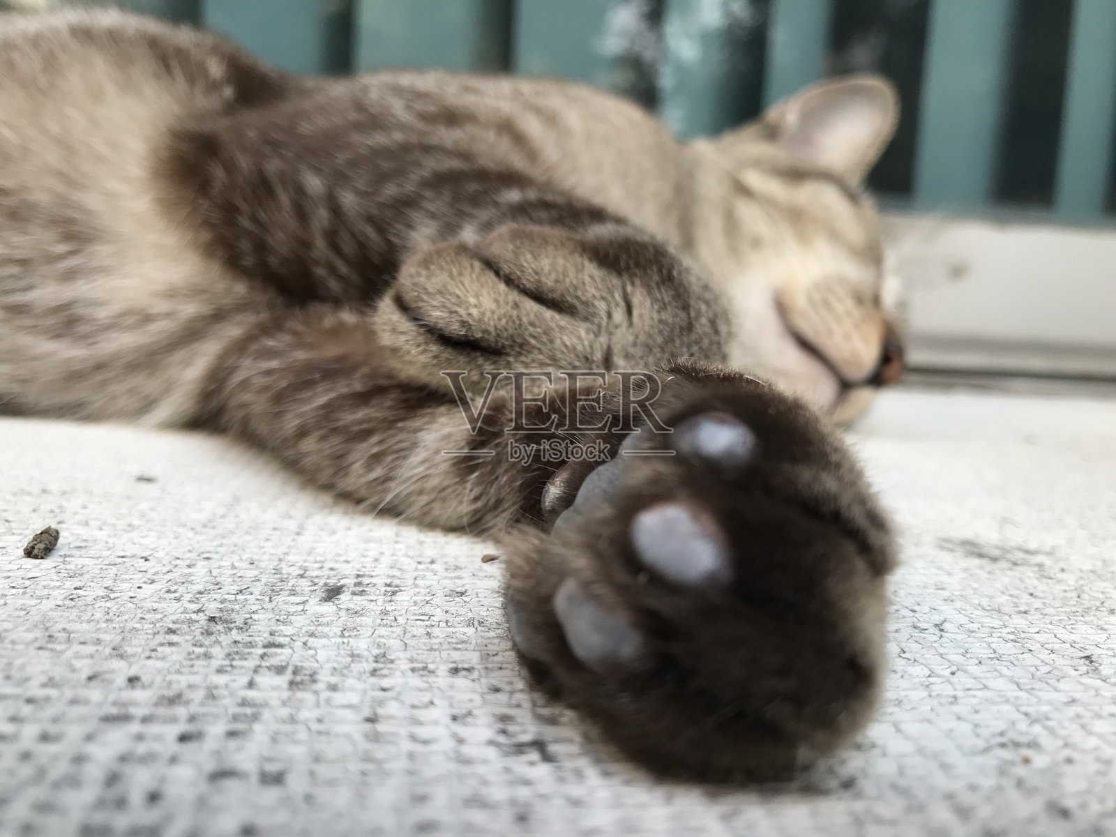 C006照片摄影图片