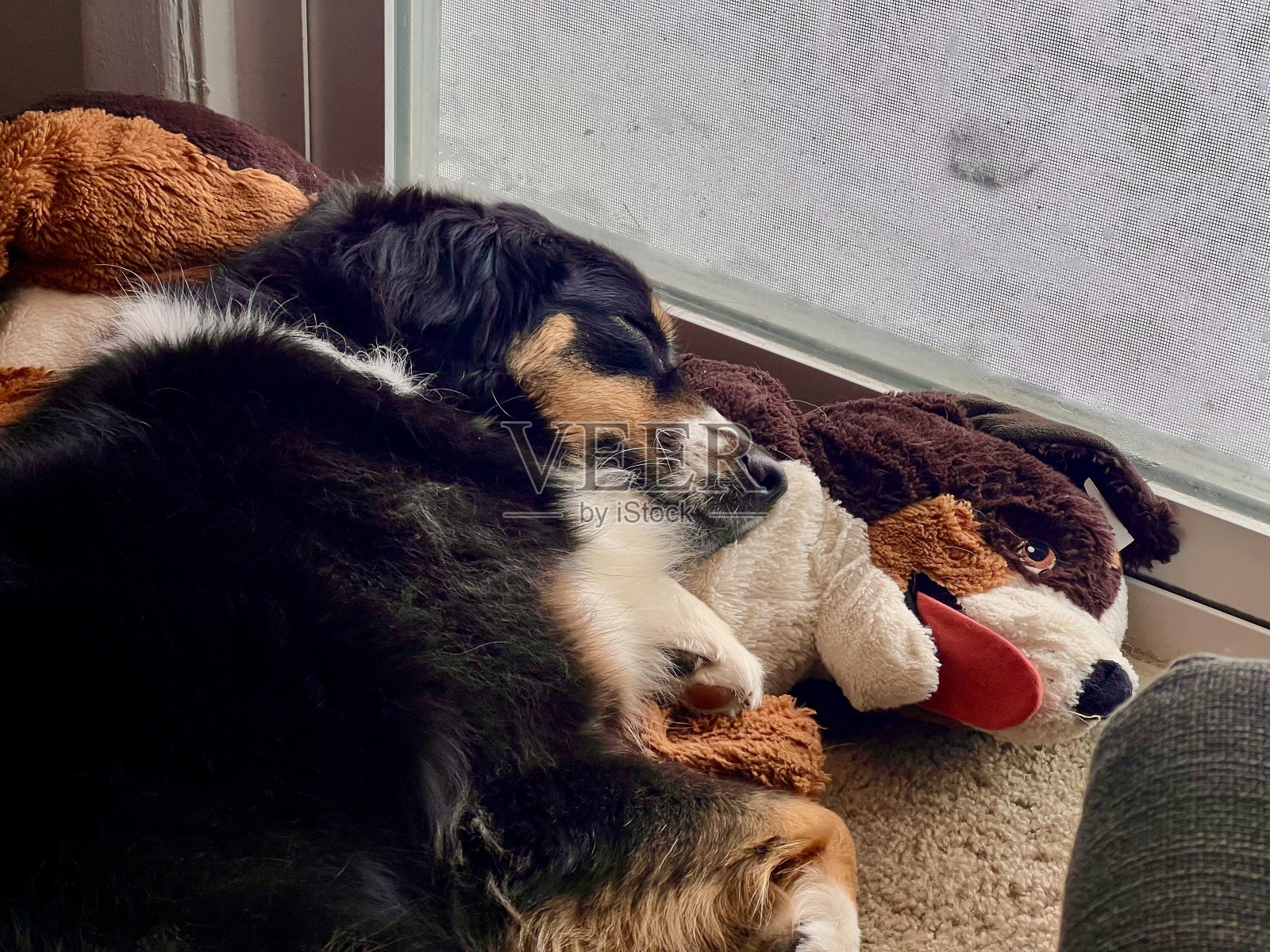 一只狗抱着玩具睡觉照片摄影图片