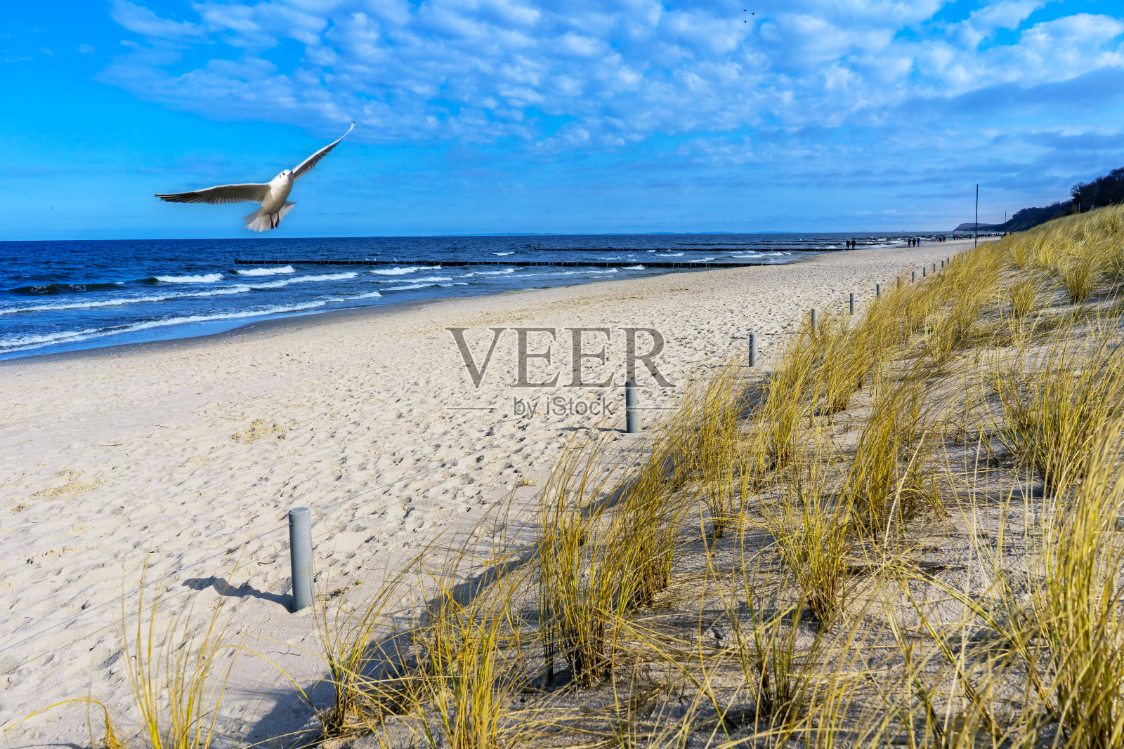沙丘和波罗的海的海鸥照片摄影图片