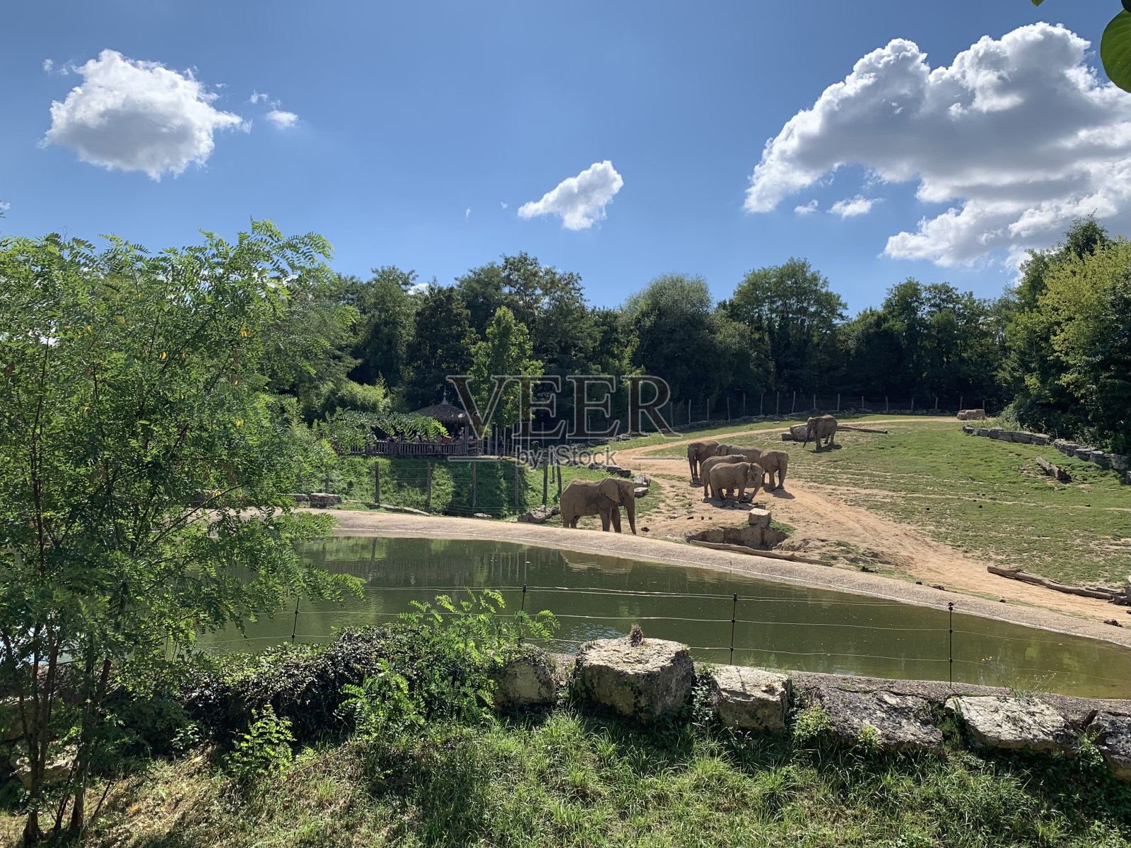 一个大象家族。照片摄影图片