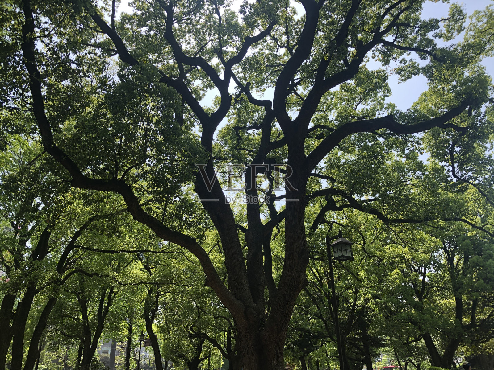 日本风景照片摄影图片
