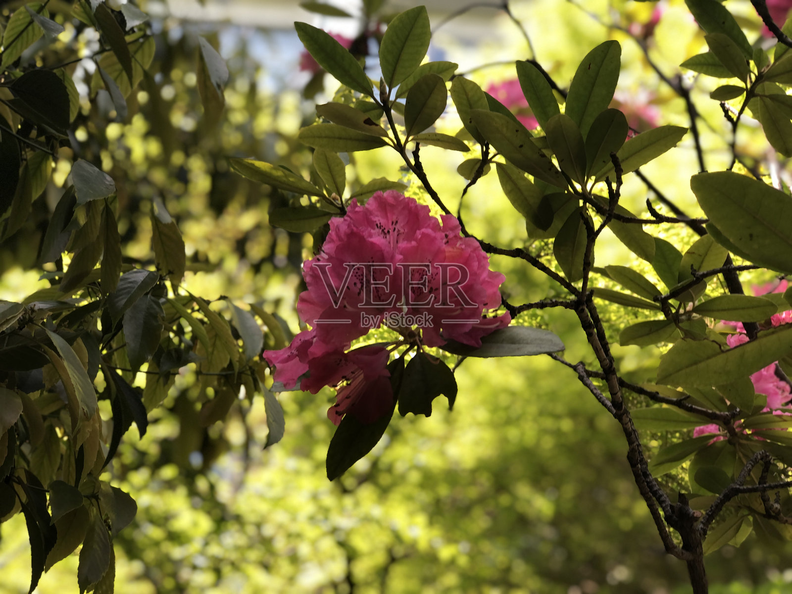 日本风景照片摄影图片