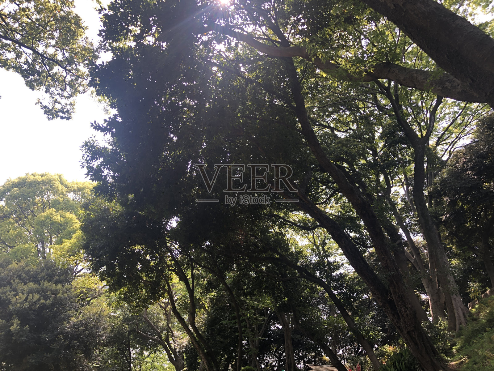 日本风景照片摄影图片