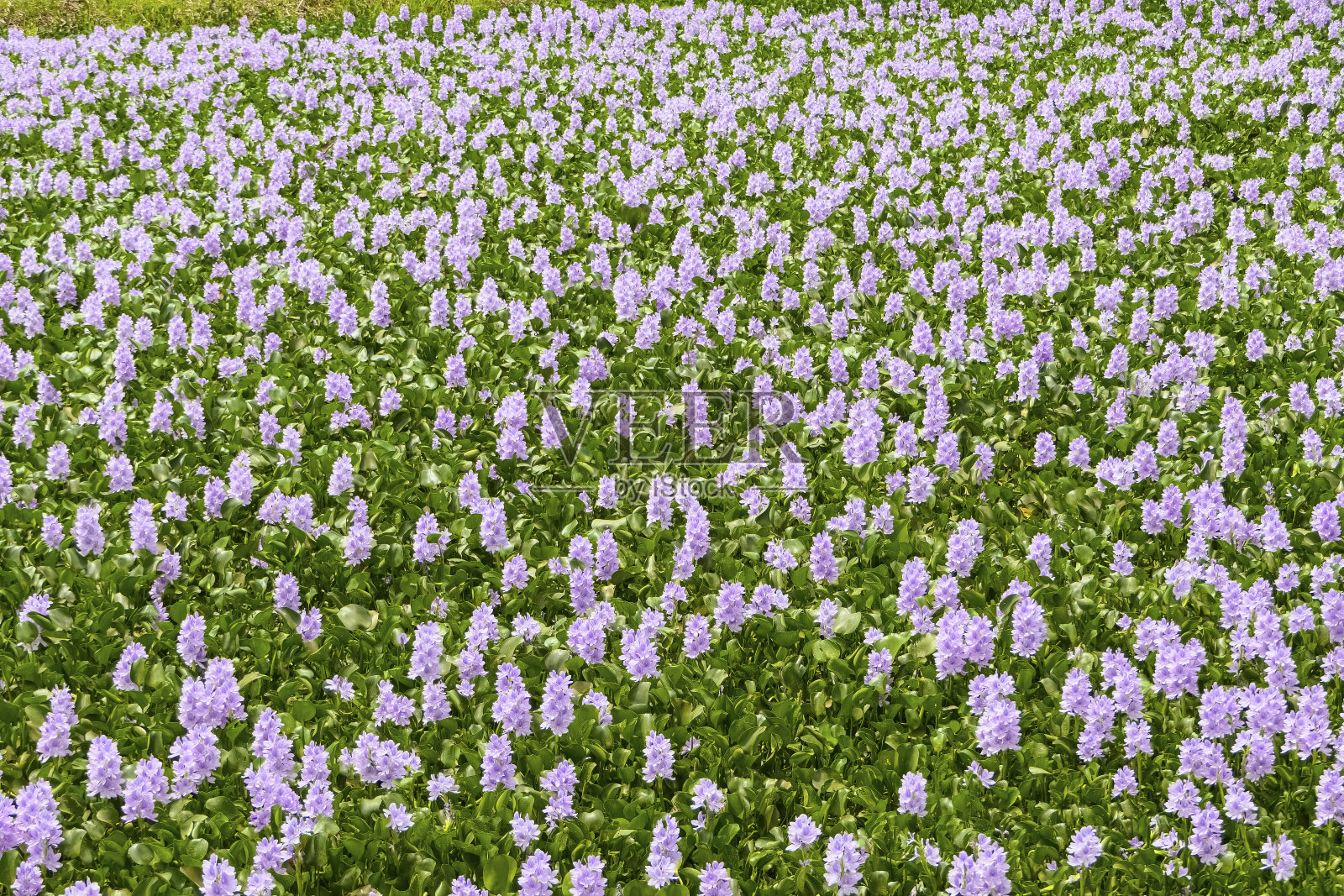 紫色盛开的水葫芦，潘塔纳尔湿地，马托格罗索，巴西照片摄影图片