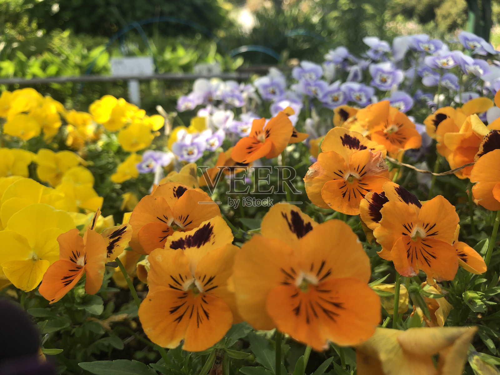 日本风景照片摄影图片