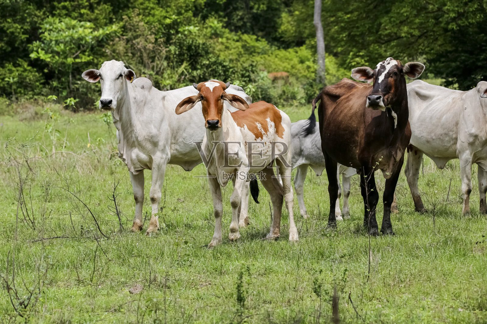 巴西马托格罗索州潘塔纳尔湿地，典型的潘塔纳尔牛站在绿色的田野上，背景是树木，面对相机照片摄影图片