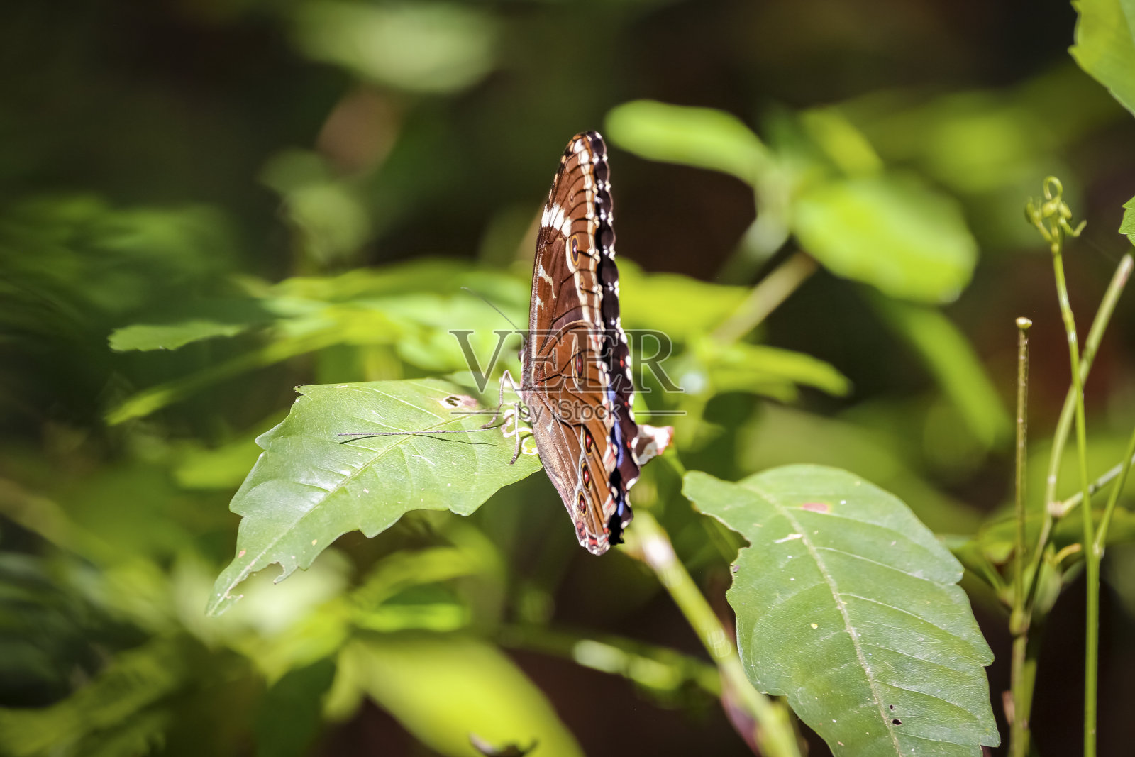 巴西马托格罗索州潘塔纳尔湿地，阳光下绿叶上合着翅膀的棕色蝴蝶照片摄影图片
