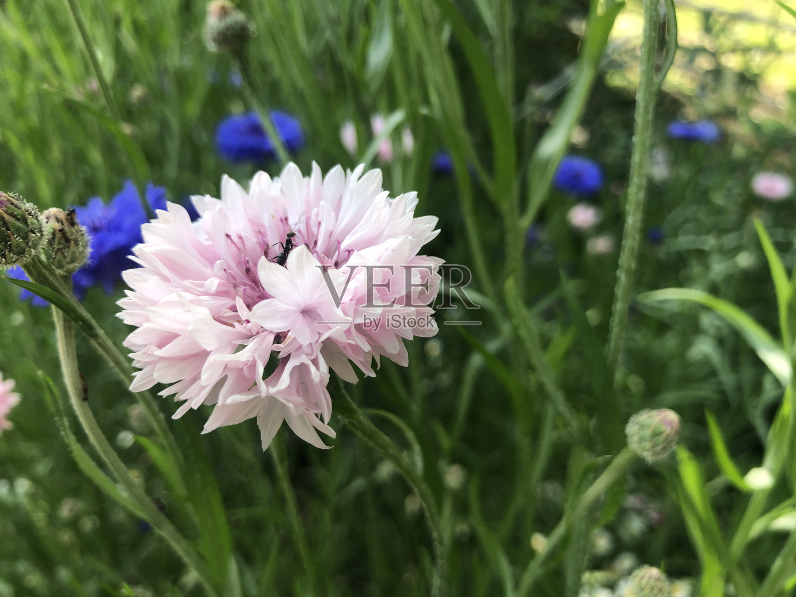 日本风景照片摄影图片