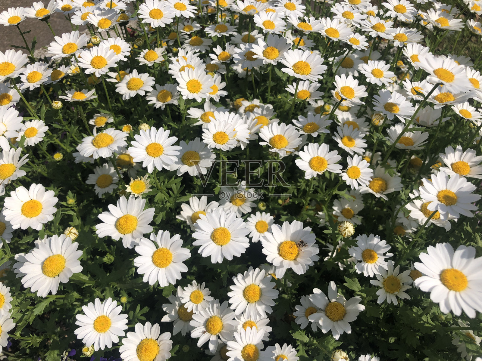 日本风景照片摄影图片