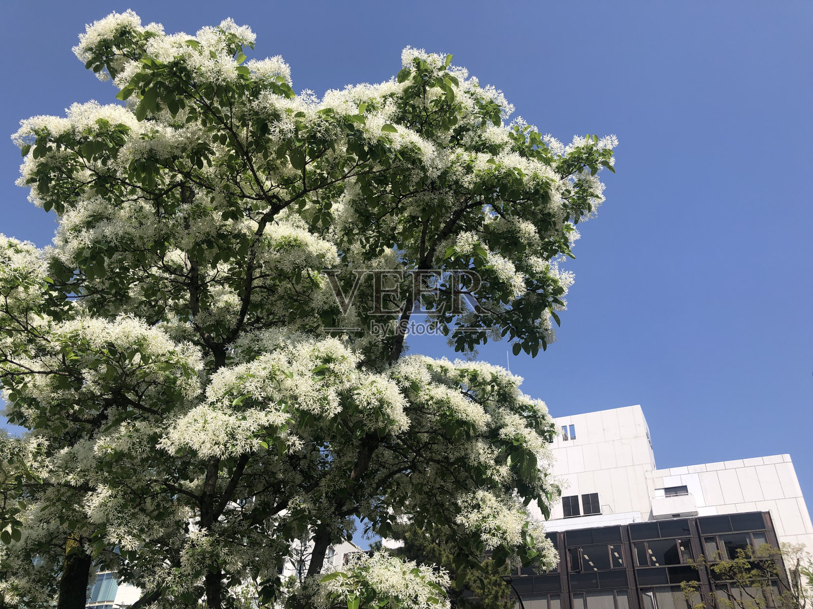 日本风景照片摄影图片