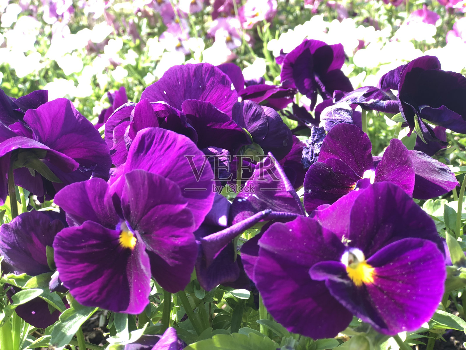 日本风景照片摄影图片