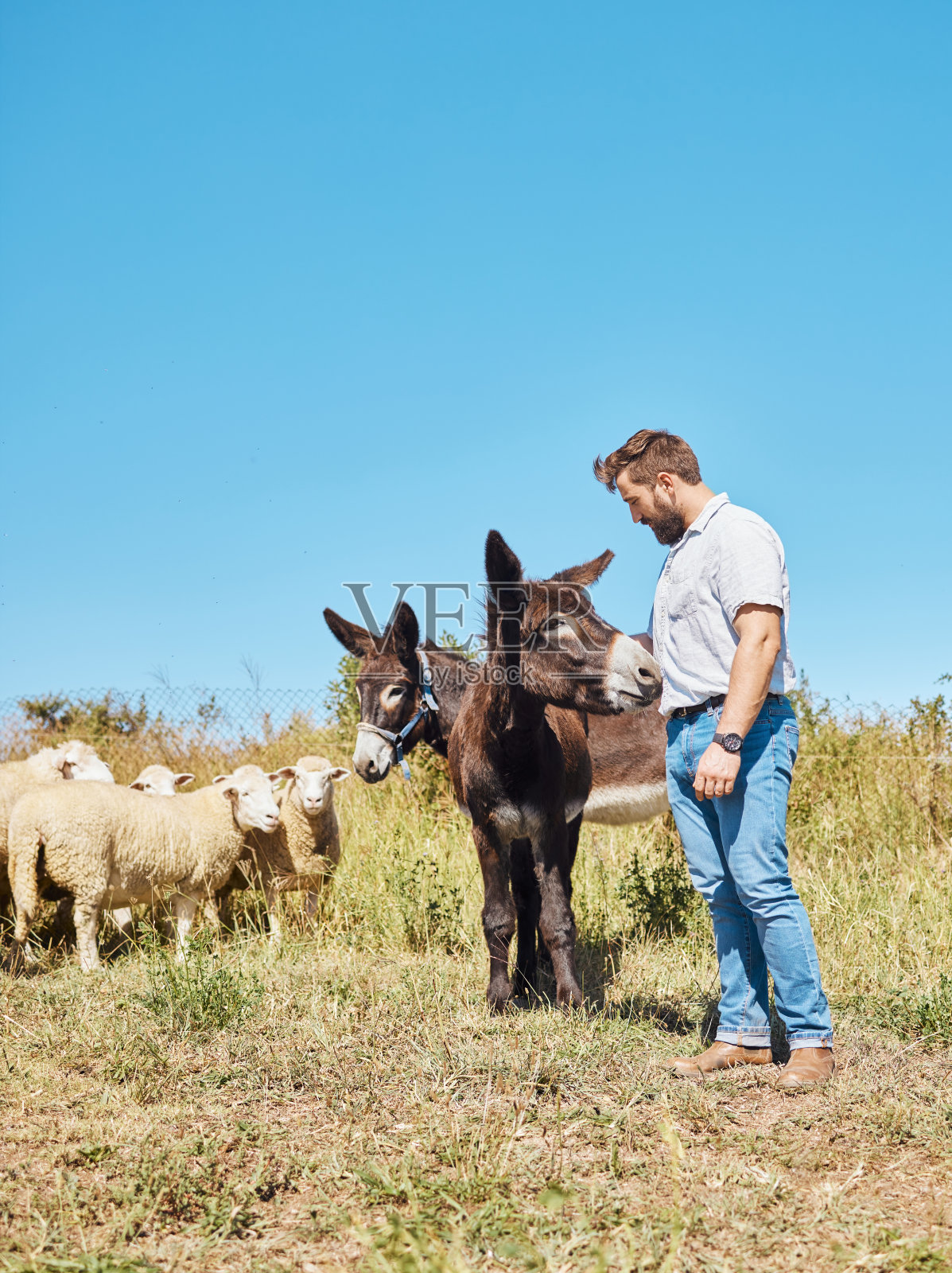 农业、动物和人与牛在农业、可持续发展和创业领域。农场，羊和农民，一头驴和一匹小马在农村可持续生活照片摄影图片