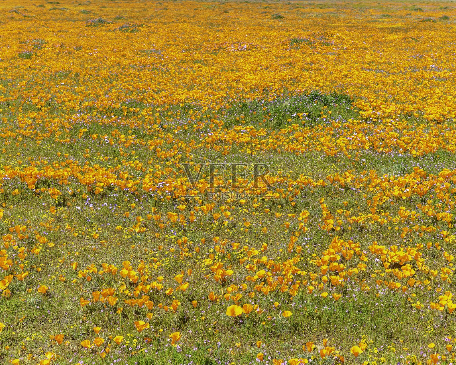 兰开斯特超级花开!照片摄影图片