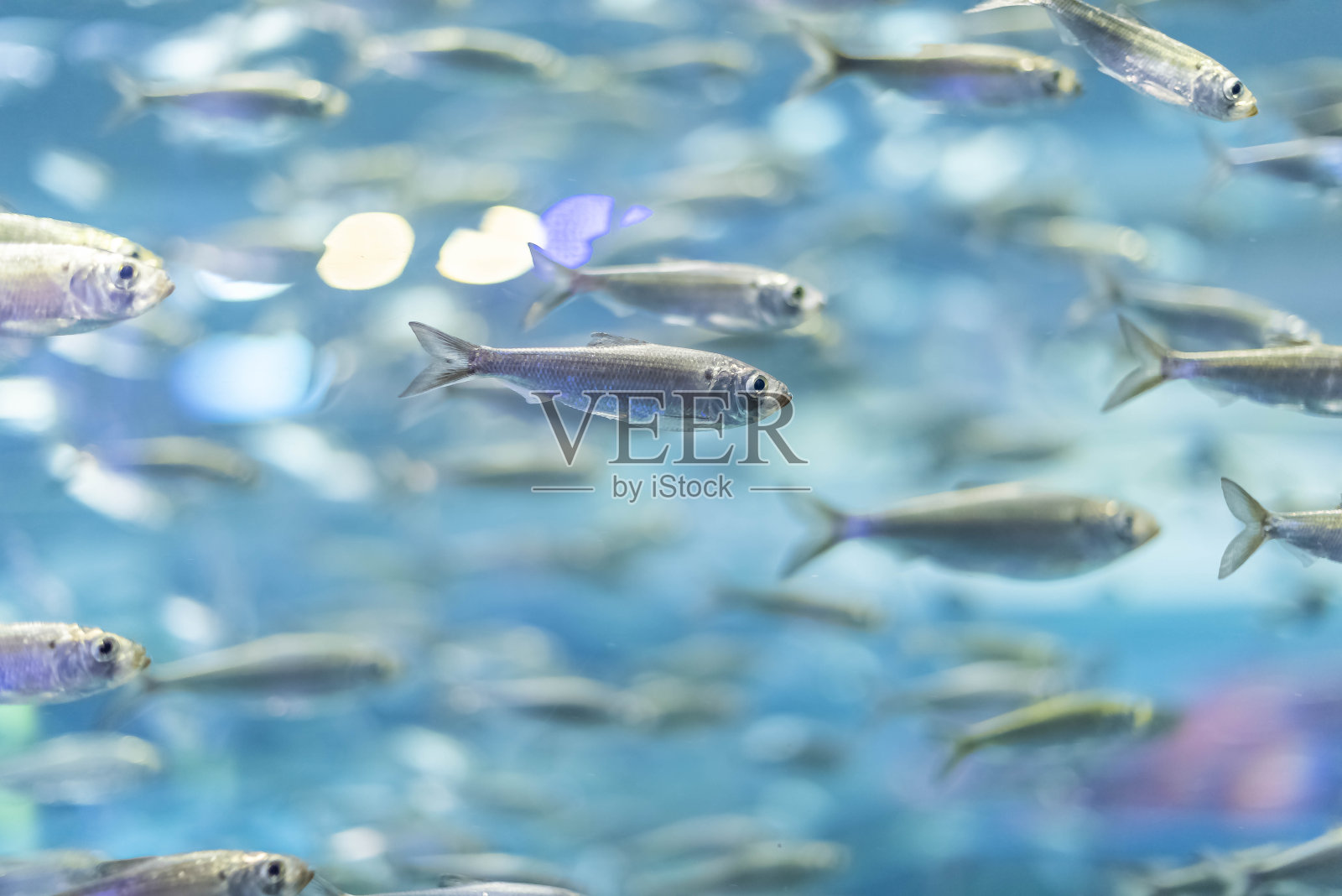 加拿大安大略省多伦多- 2023年3月28日:一只阿拉巴马鱼在里普利水族馆。照片摄影图片