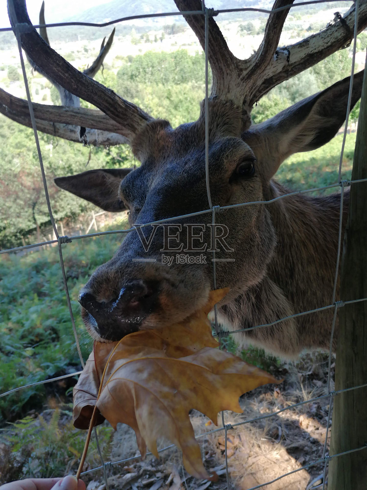 鹿照片摄影图片