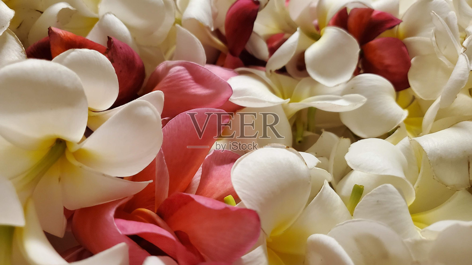 鸡蛋花花环照片摄影图片