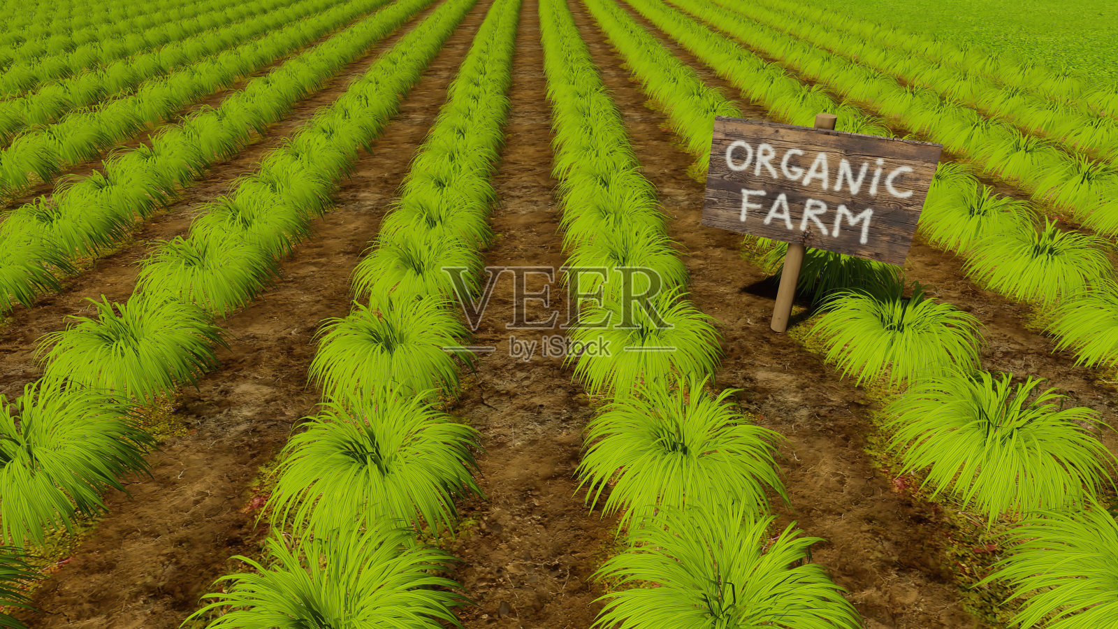 植物田在天然化学无有机农场照片摄影图片