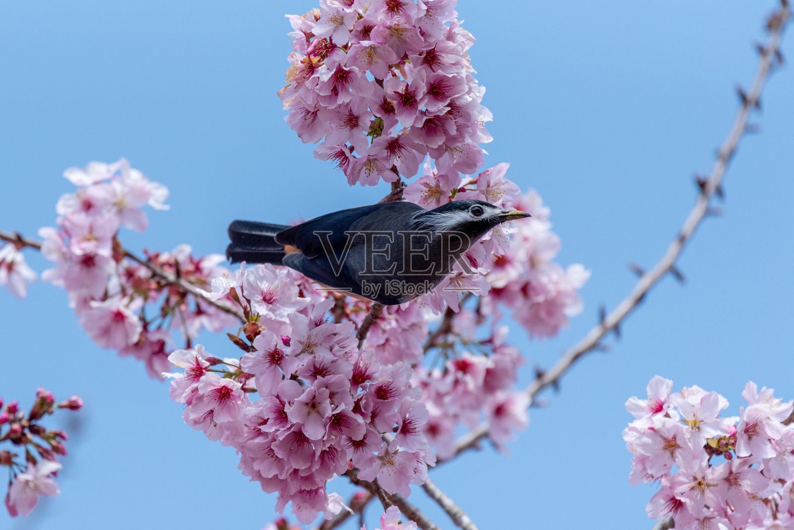 小鸟照片摄影图片