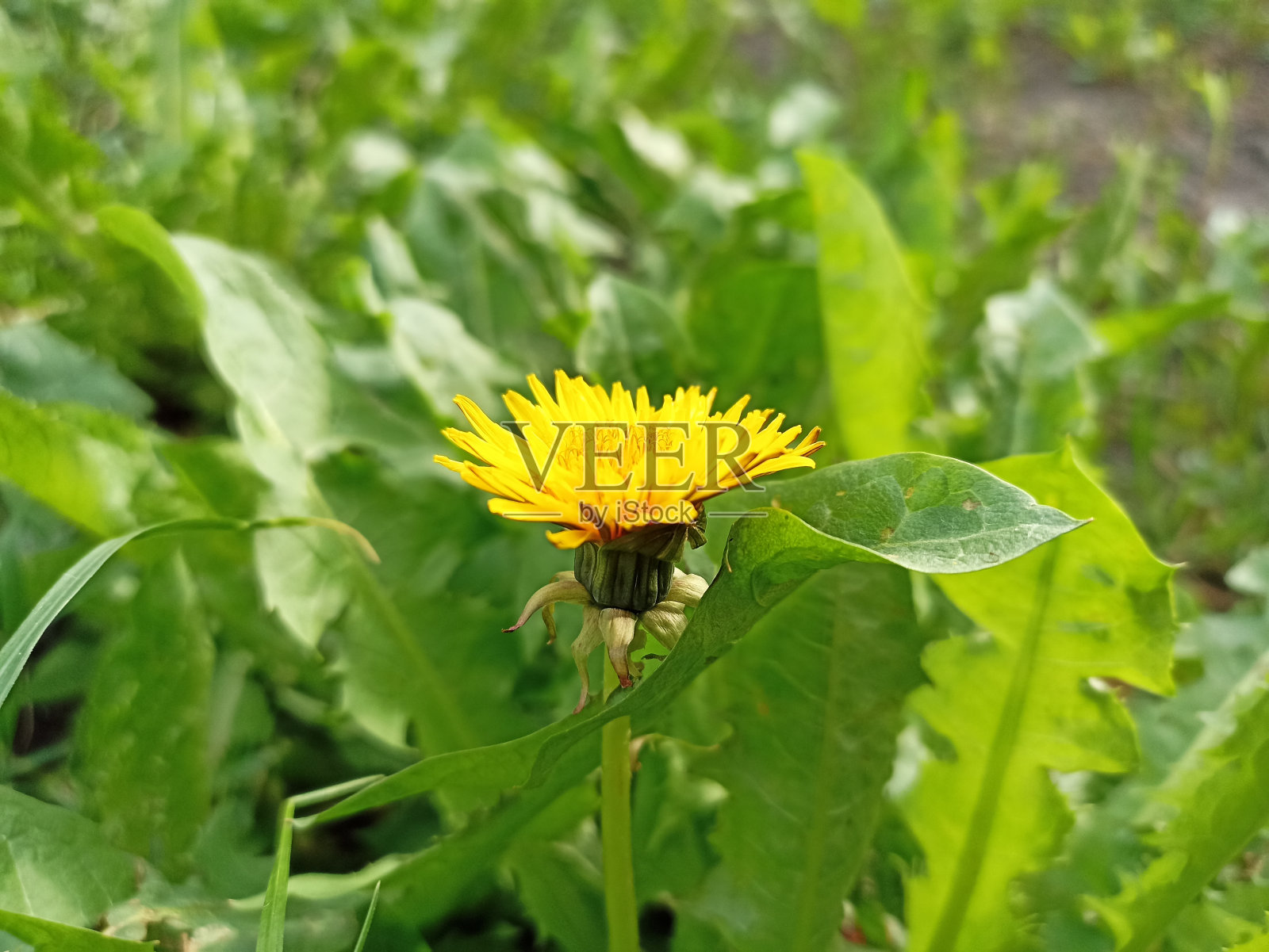 蒲公英(Taraxacum officinale)，蒲公英或普通蒲公英，是菊科蒲公英属的多年生开花草本植物照片摄影图片